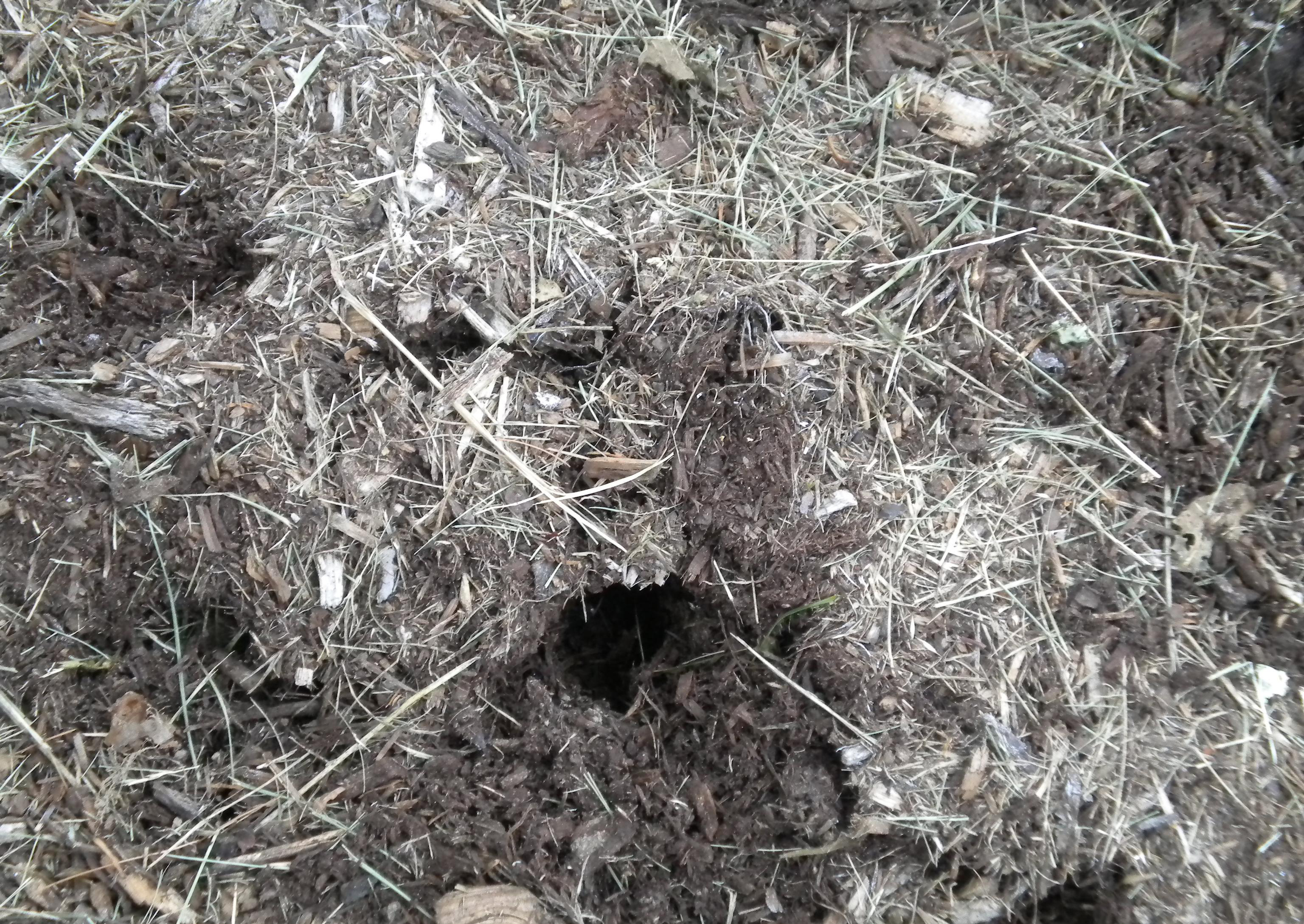 Entrance to vole tunnel. 