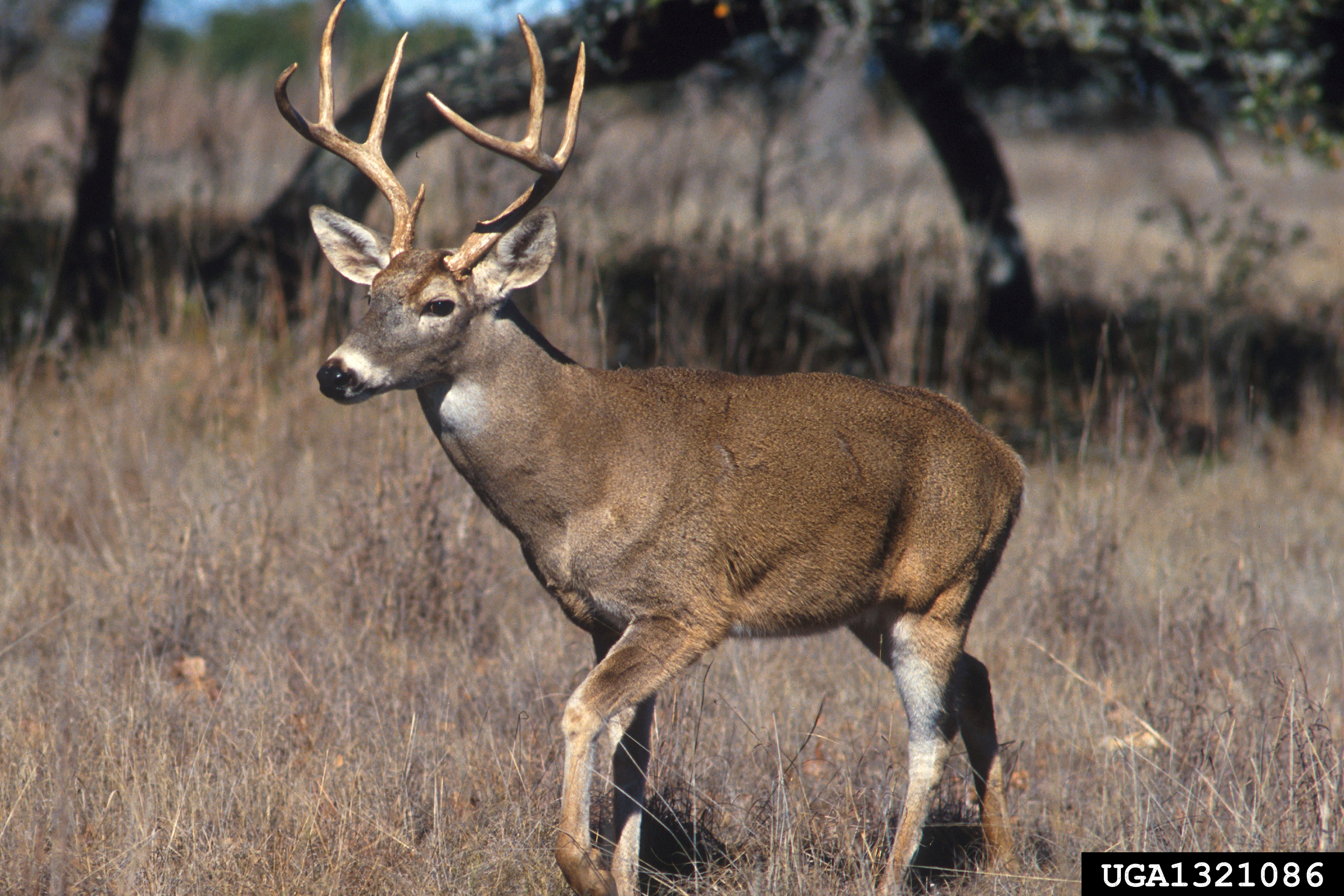 White-tailed deer. 