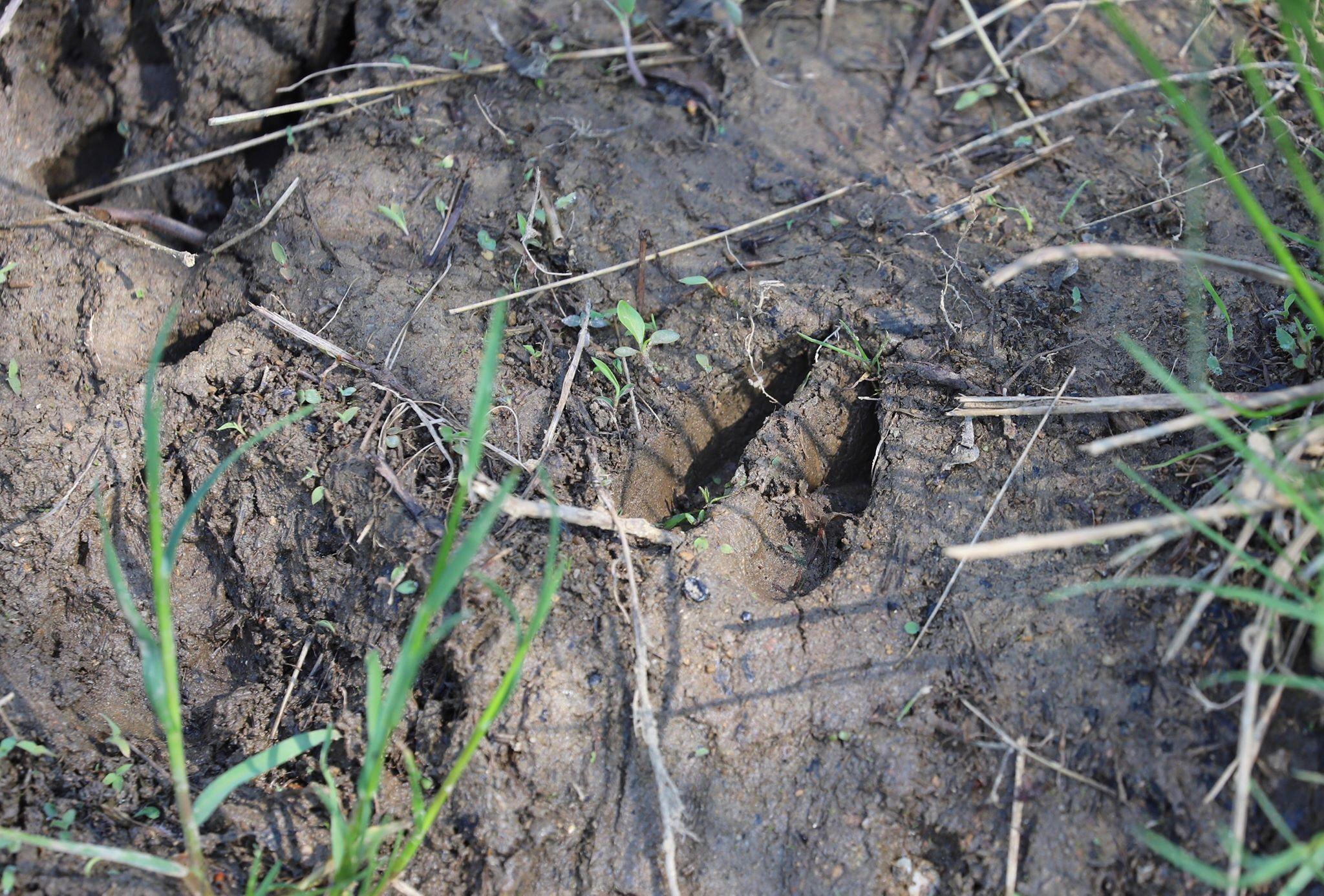 Deer track. 