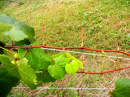 Deer feeding damage to grape shoots. 