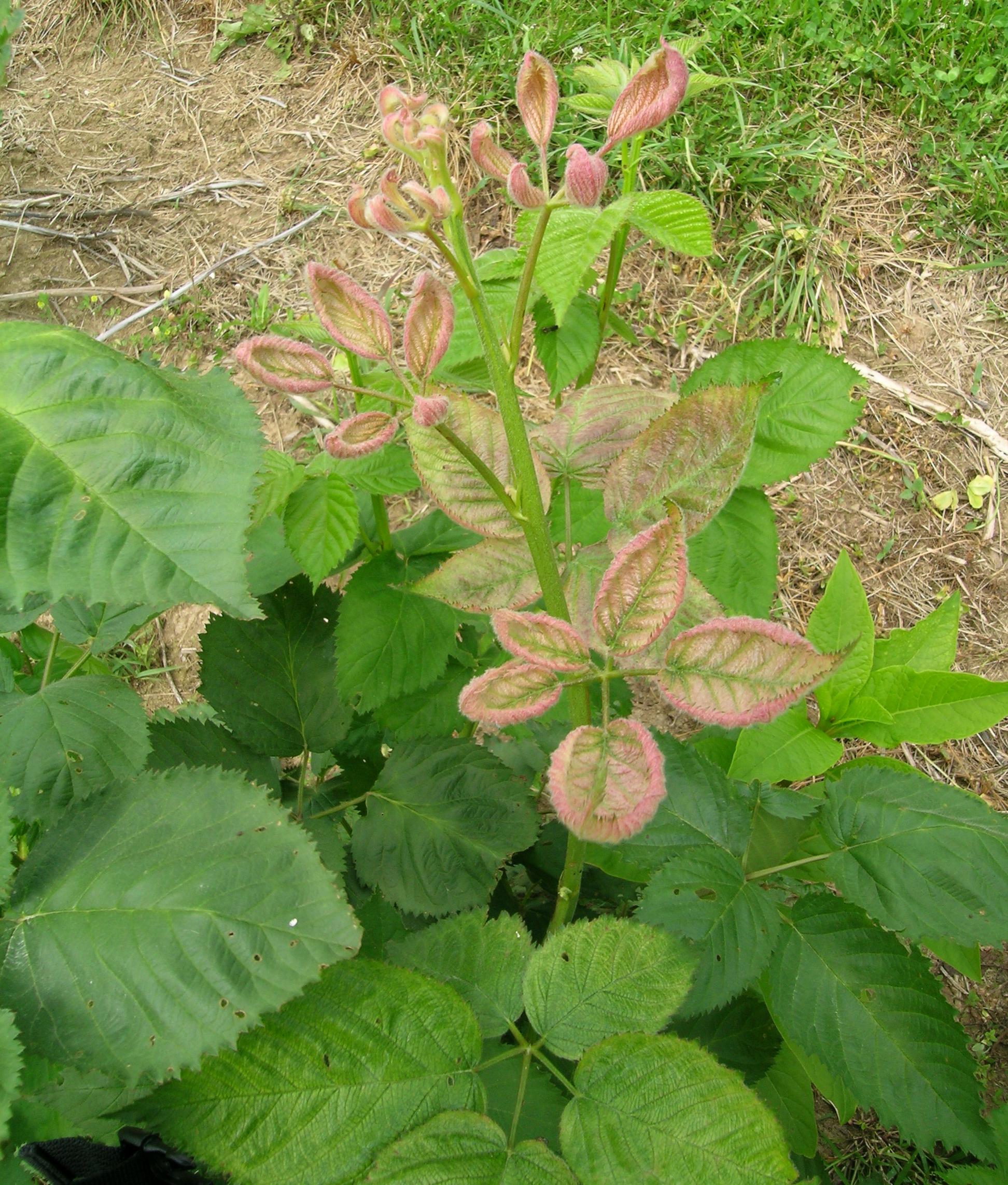 Glyphosate injury (Photo: John Strang, UKY)