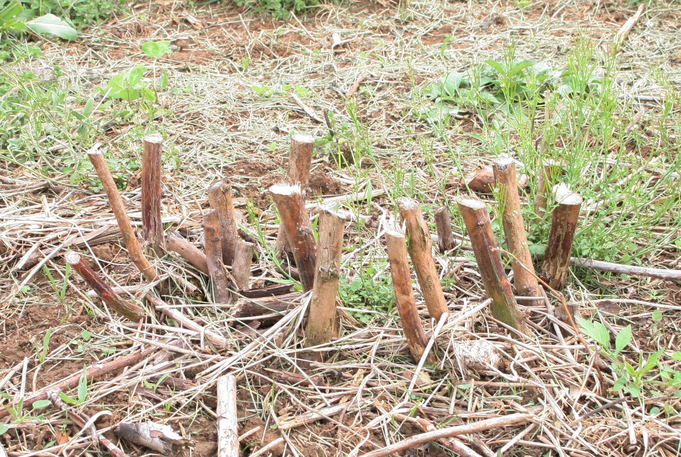 Failure of blackberry canes to regrow following a late-season glyphosate application.  