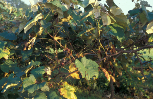 Wild turkey damage to grapes. 