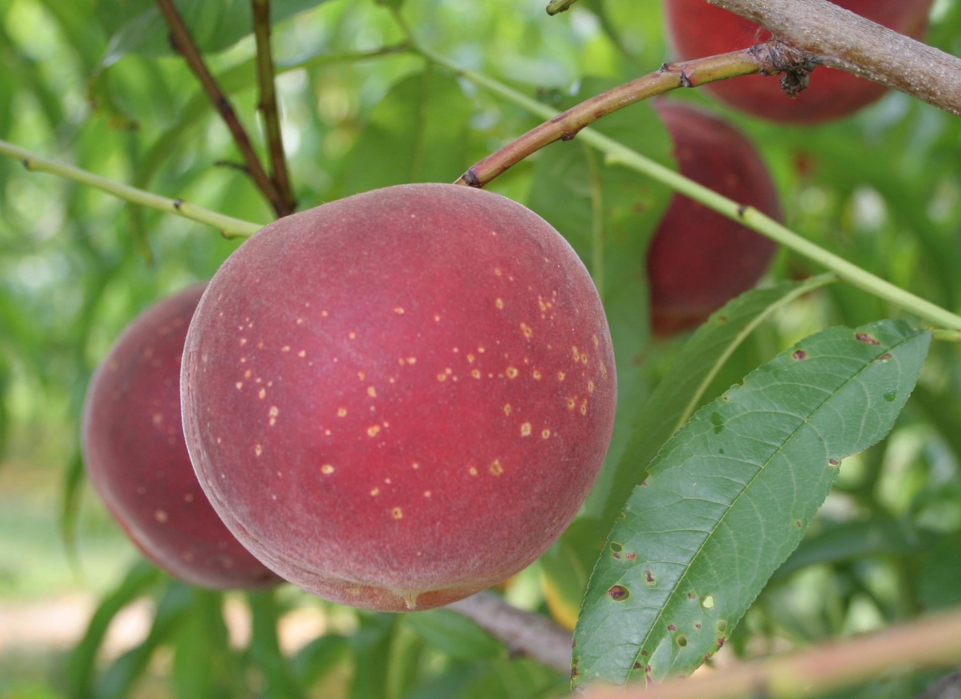 Bacterial spot of fruit