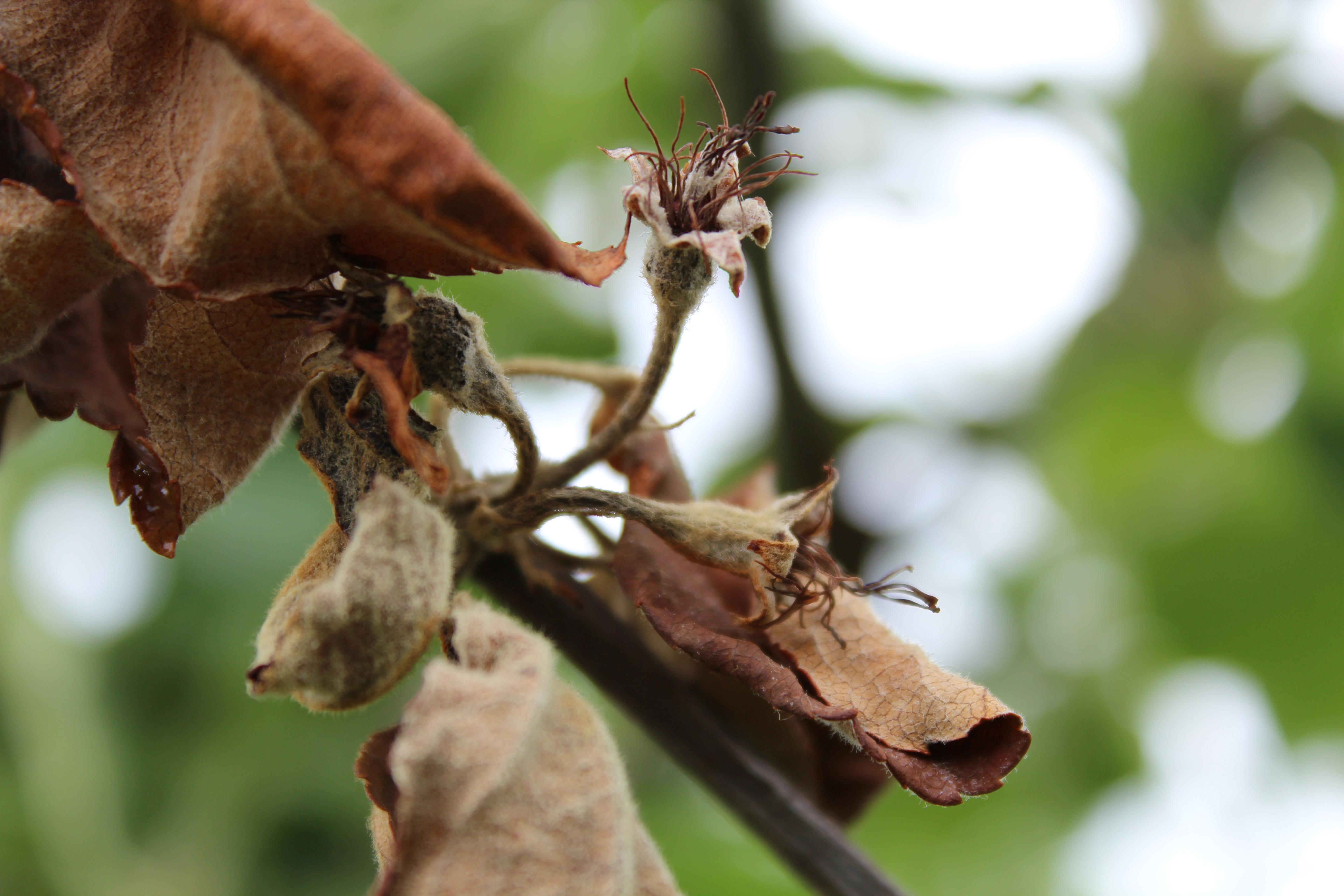 Blossom blight stage of fire blight (Gauthier, UKY)