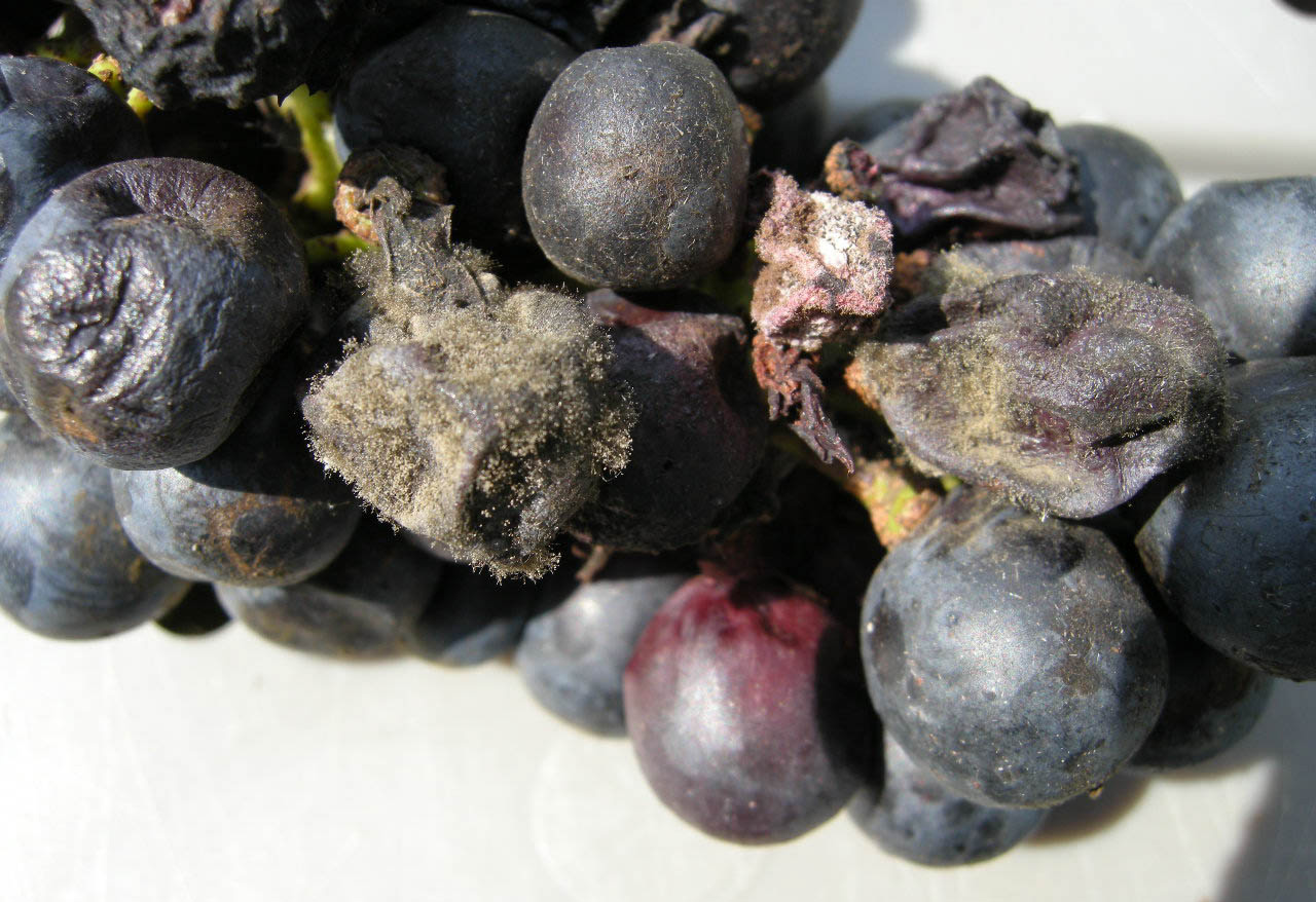 Botrytis bunch rot advanced symptoms. 