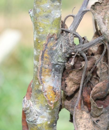 Stem canker stage of fire blight (Gauthier, UKY)