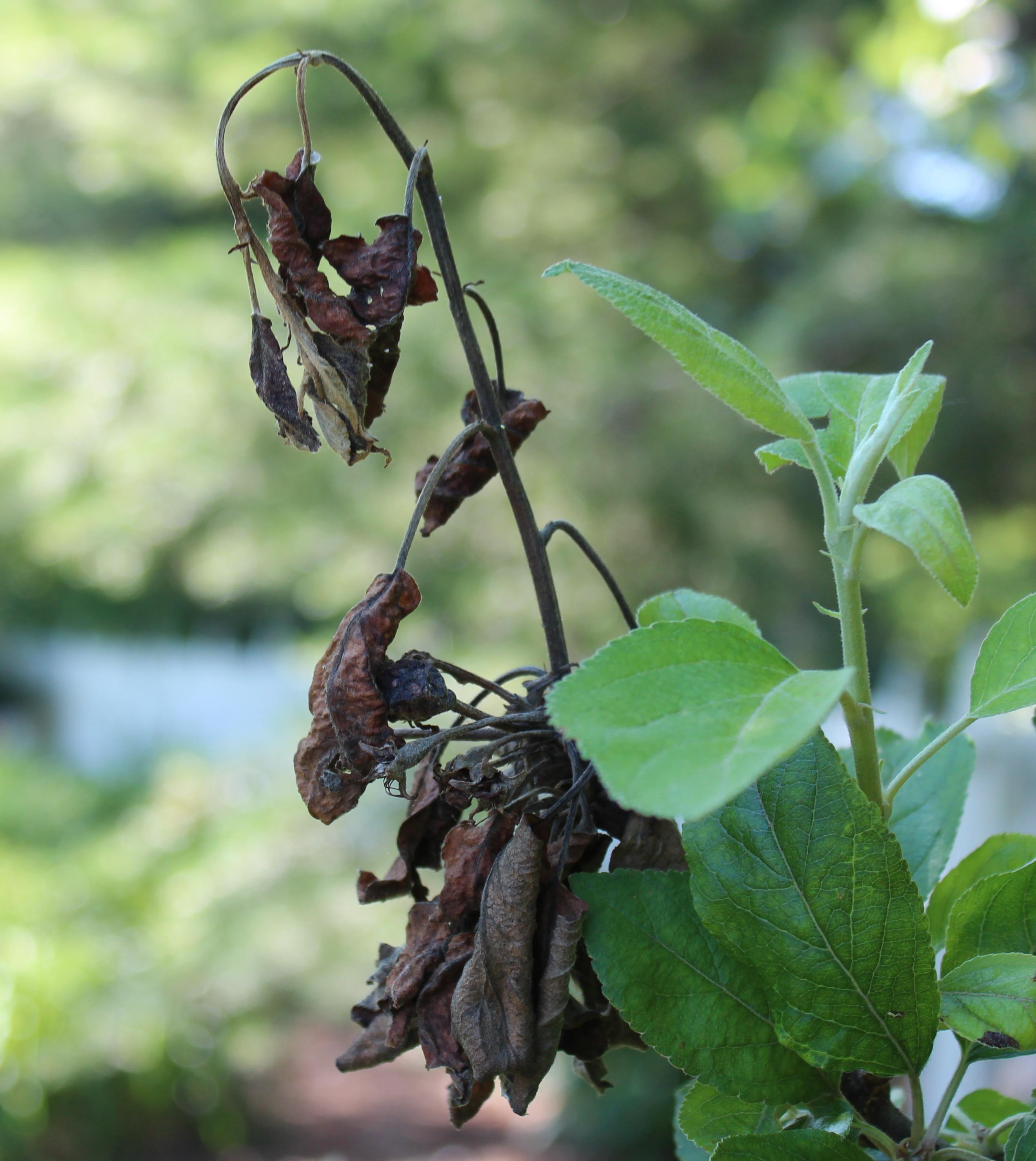 Shepherds crook symptom of fire blight (Gauthier, UKY)