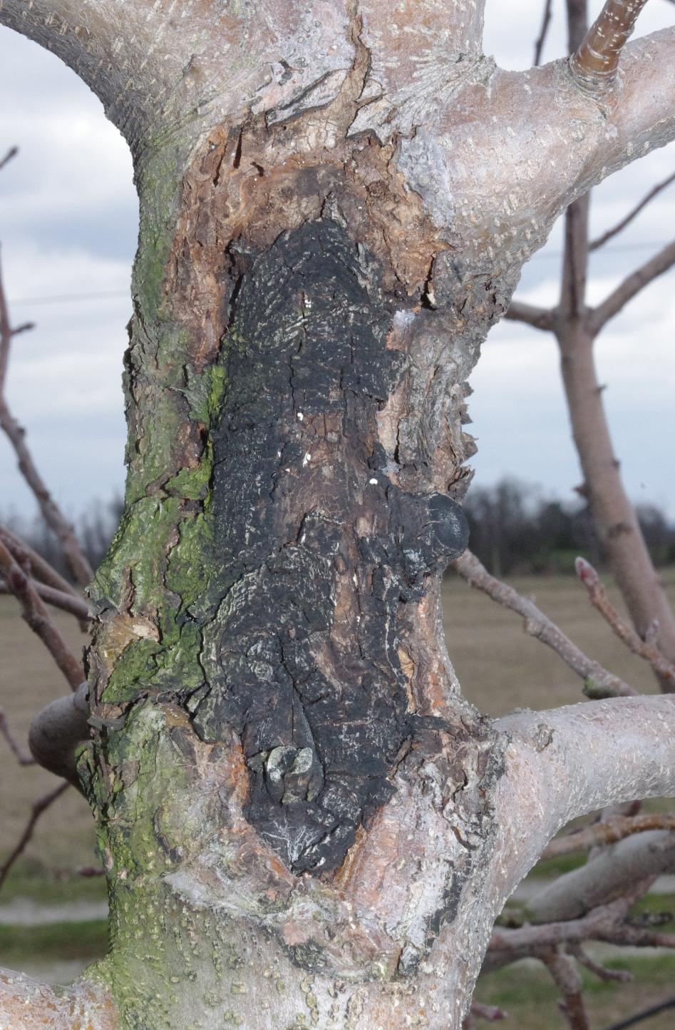 Trunk canker symptom of fire blight (Strang, UKY)