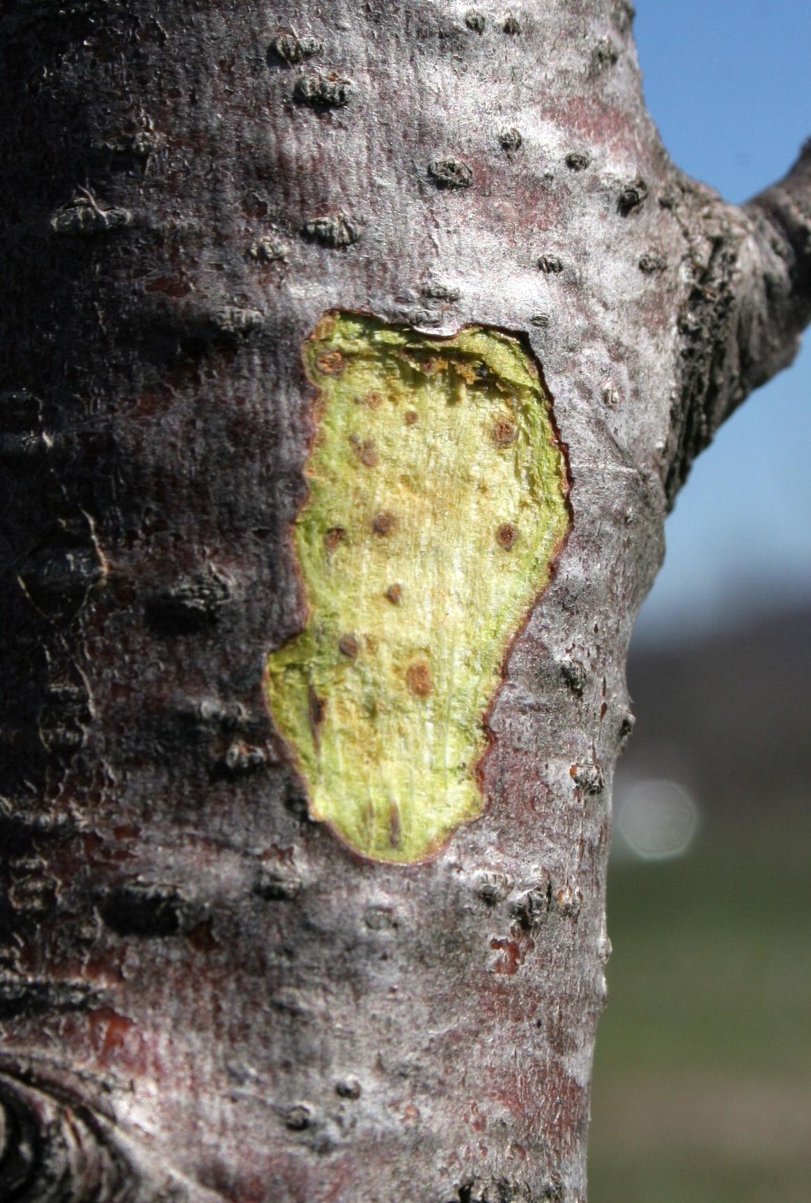 Manganese bark necrosis (Strang, UKY)