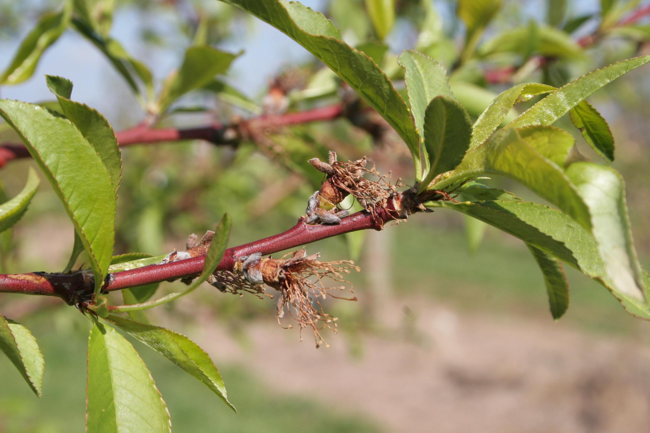 Lack of pollination caused flowers to abort. 