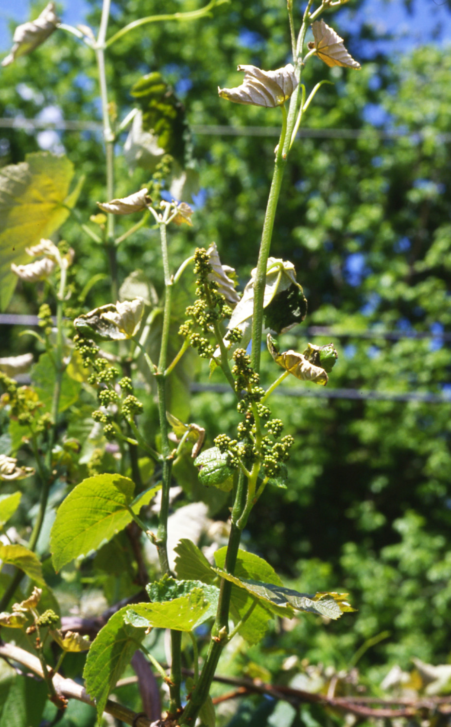 Partial freeze injury to foliage. 