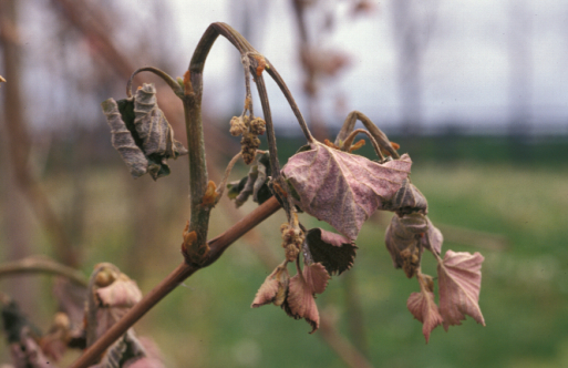 Severe frost injury resulting in shoot death. 