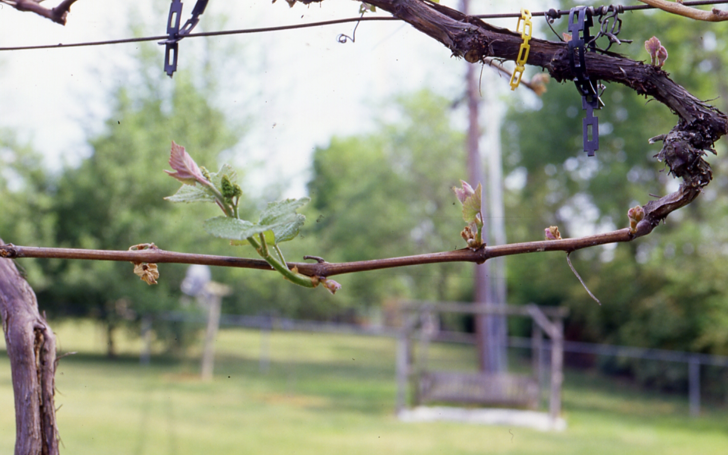 Frost-injured primary buds with subsequent growth of uninjured secondary buds. 