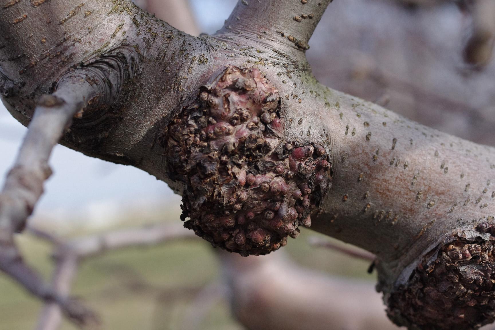 Burr knot (Strang, UKY)