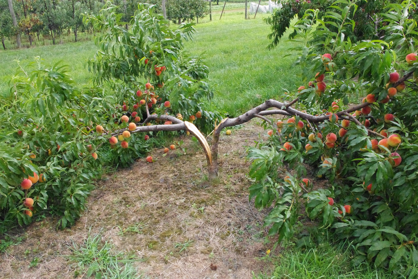 Split trunks & broken branches 