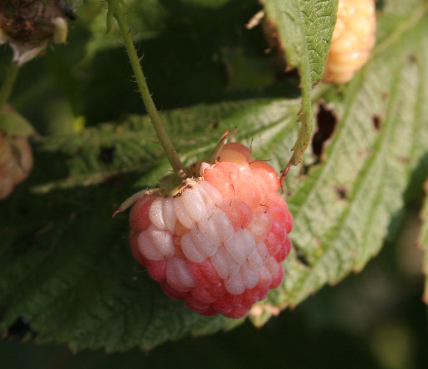 Sunscald to fruit in planting. 