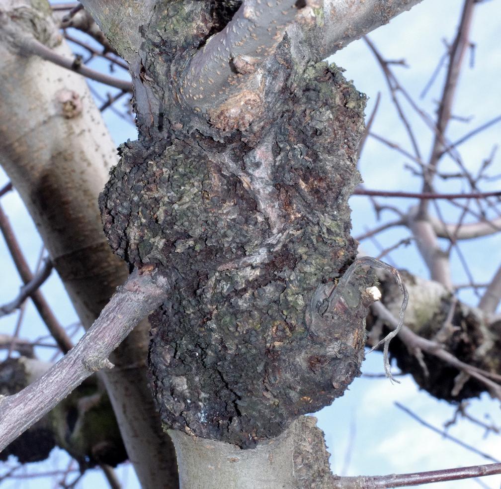 Burr knot girdling limb (Strang, UKY)