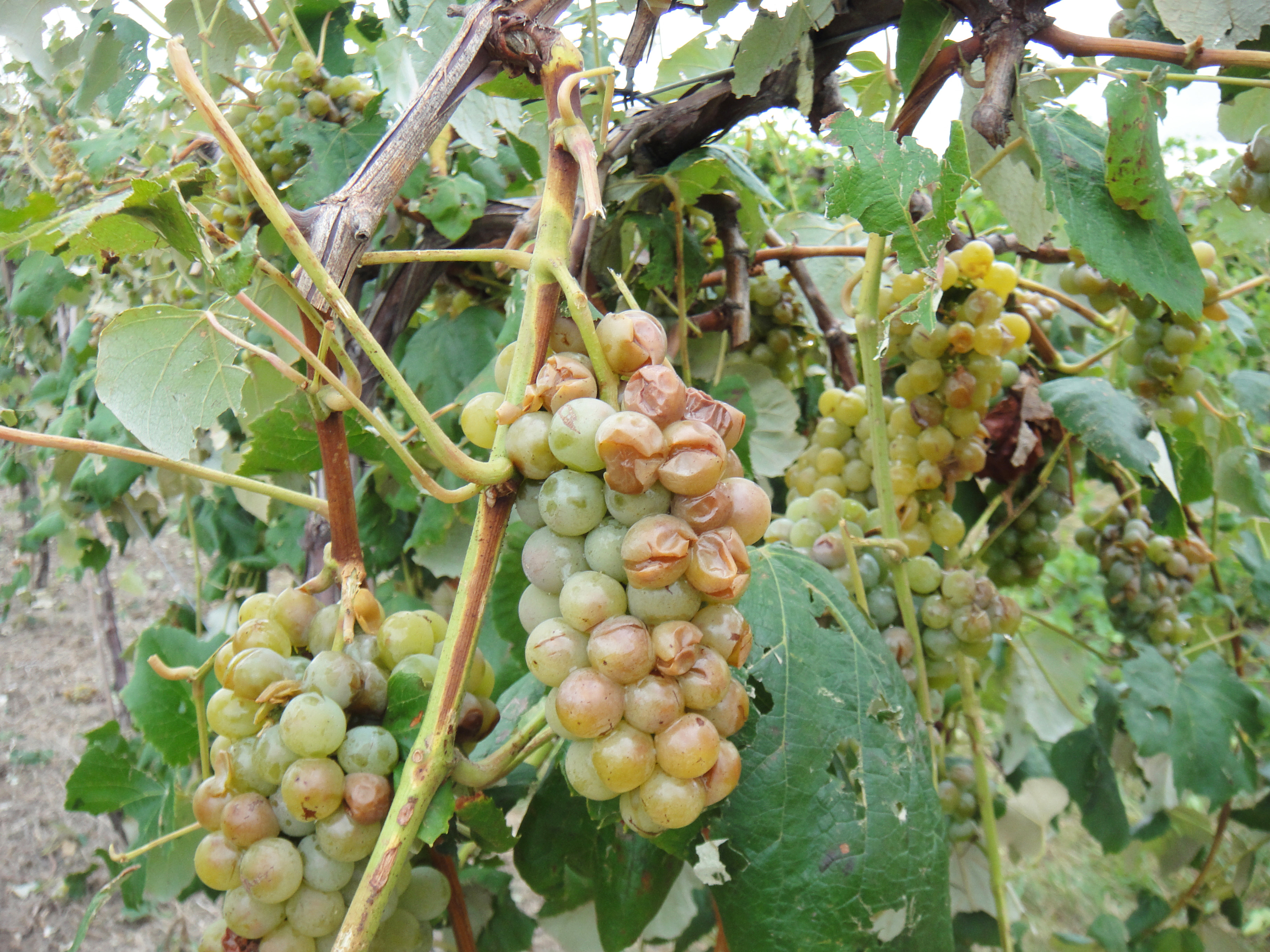 Hail damage to fruit. 