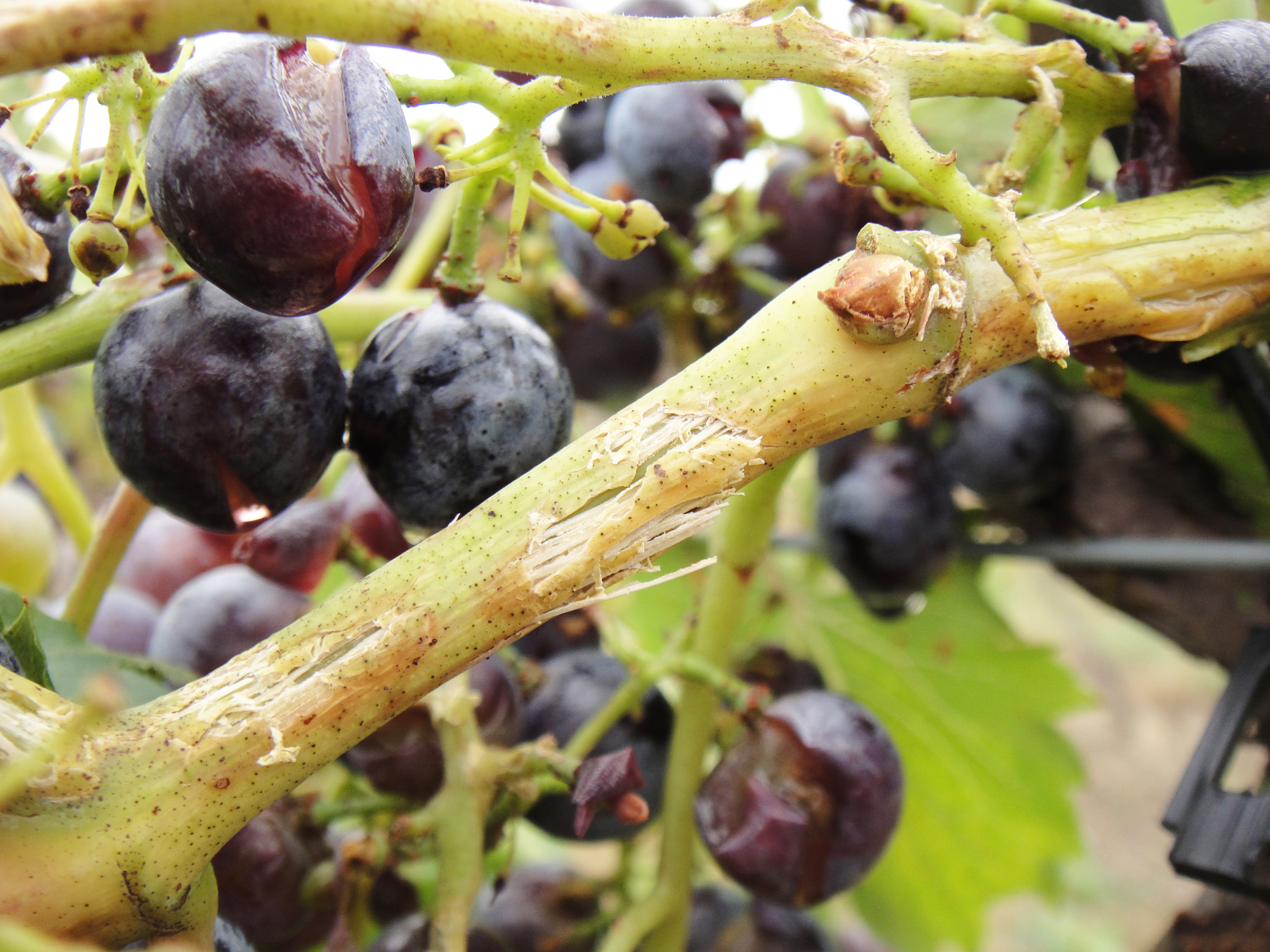 Hail injury to fruit and vine. 