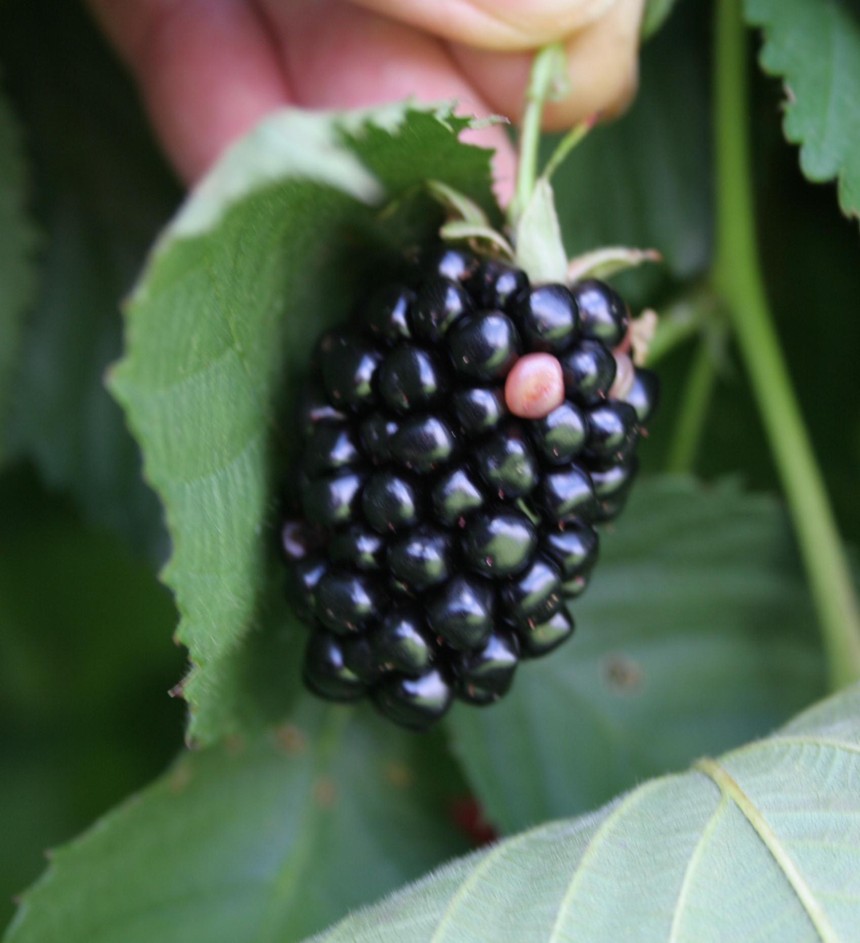 White drupelet (Photo: John Strang, UKY)