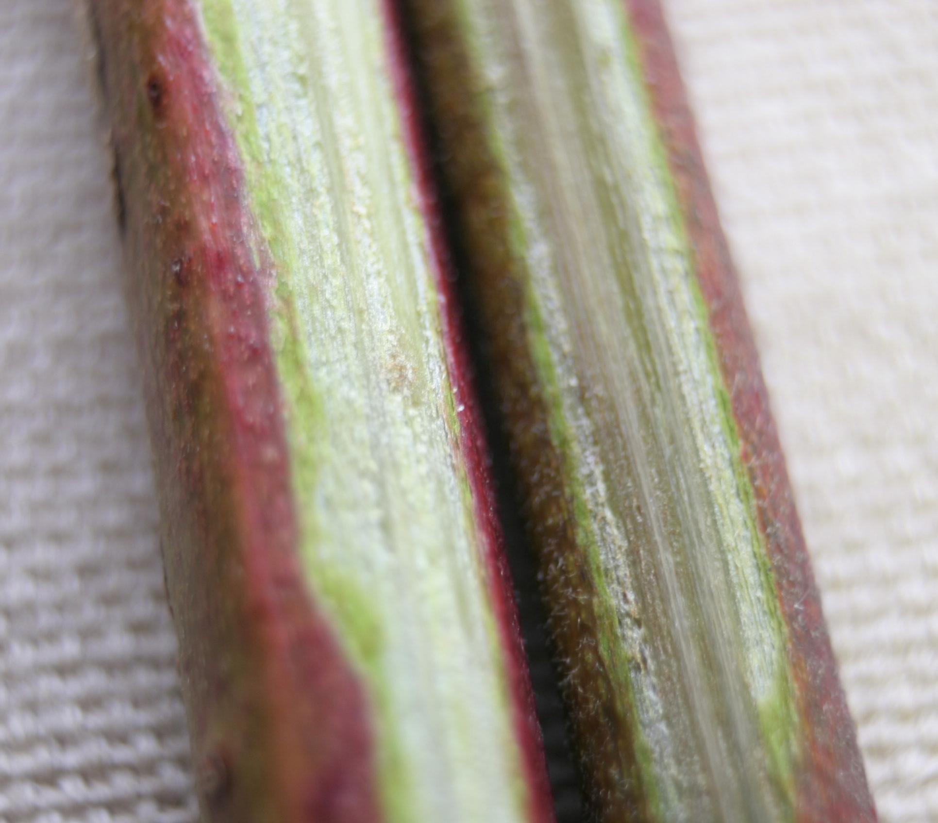 Longitudinal section of a cane with winter injury (right) compared to healthy cane (left). 