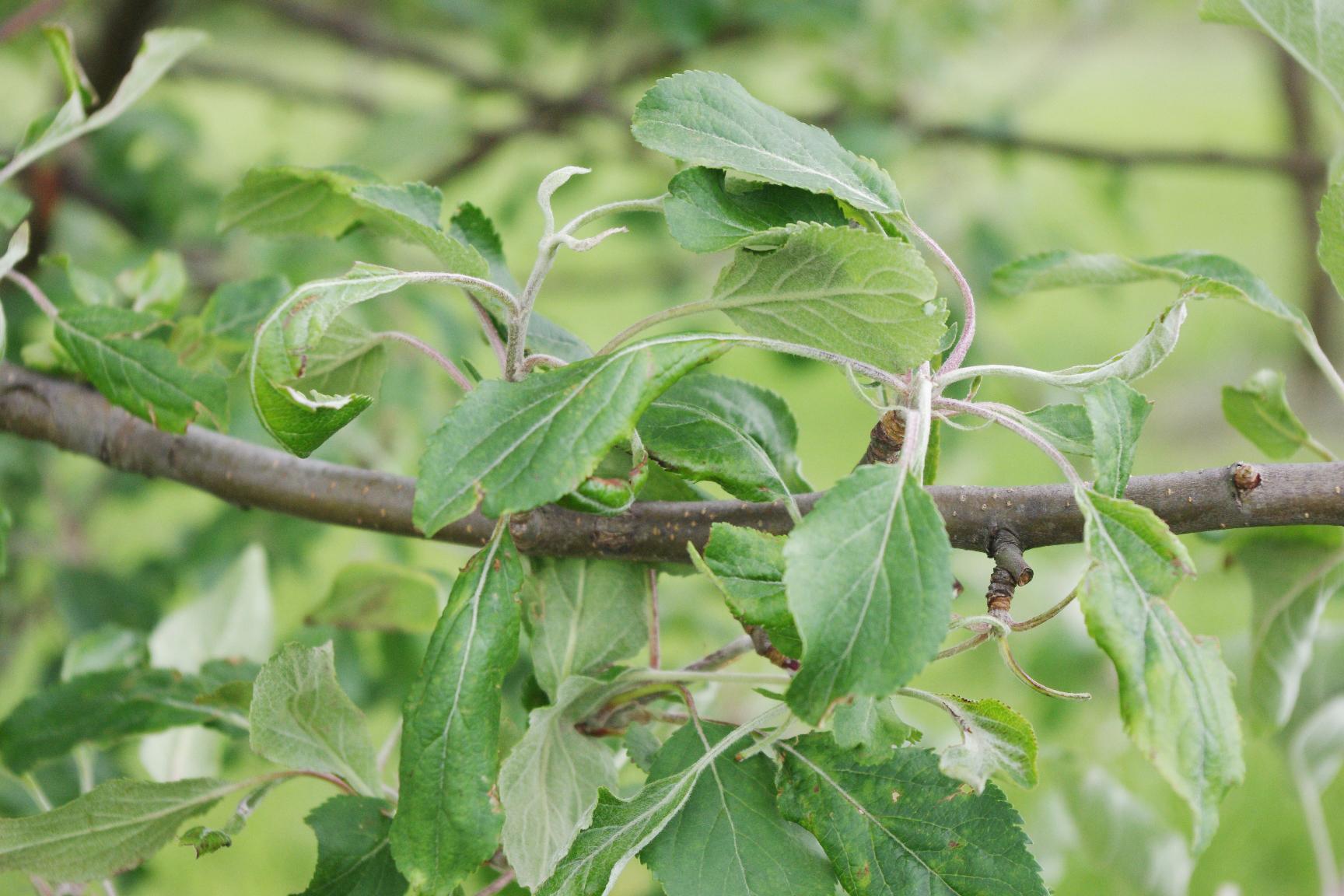 Leaf distortion from 2,4-D herbicide (Strang, UKY)