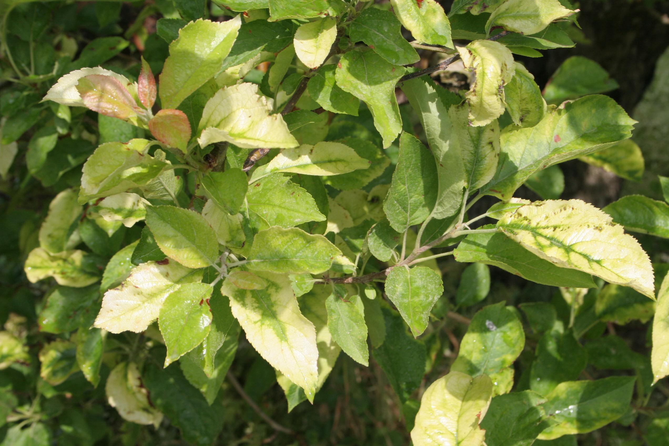 Clomazone injury to apple foliage (Strang, UKY)