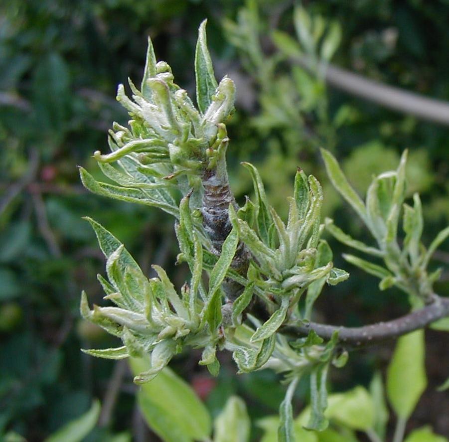 Foliar symptoms of glyphosate injury (Longstroth, MSU)