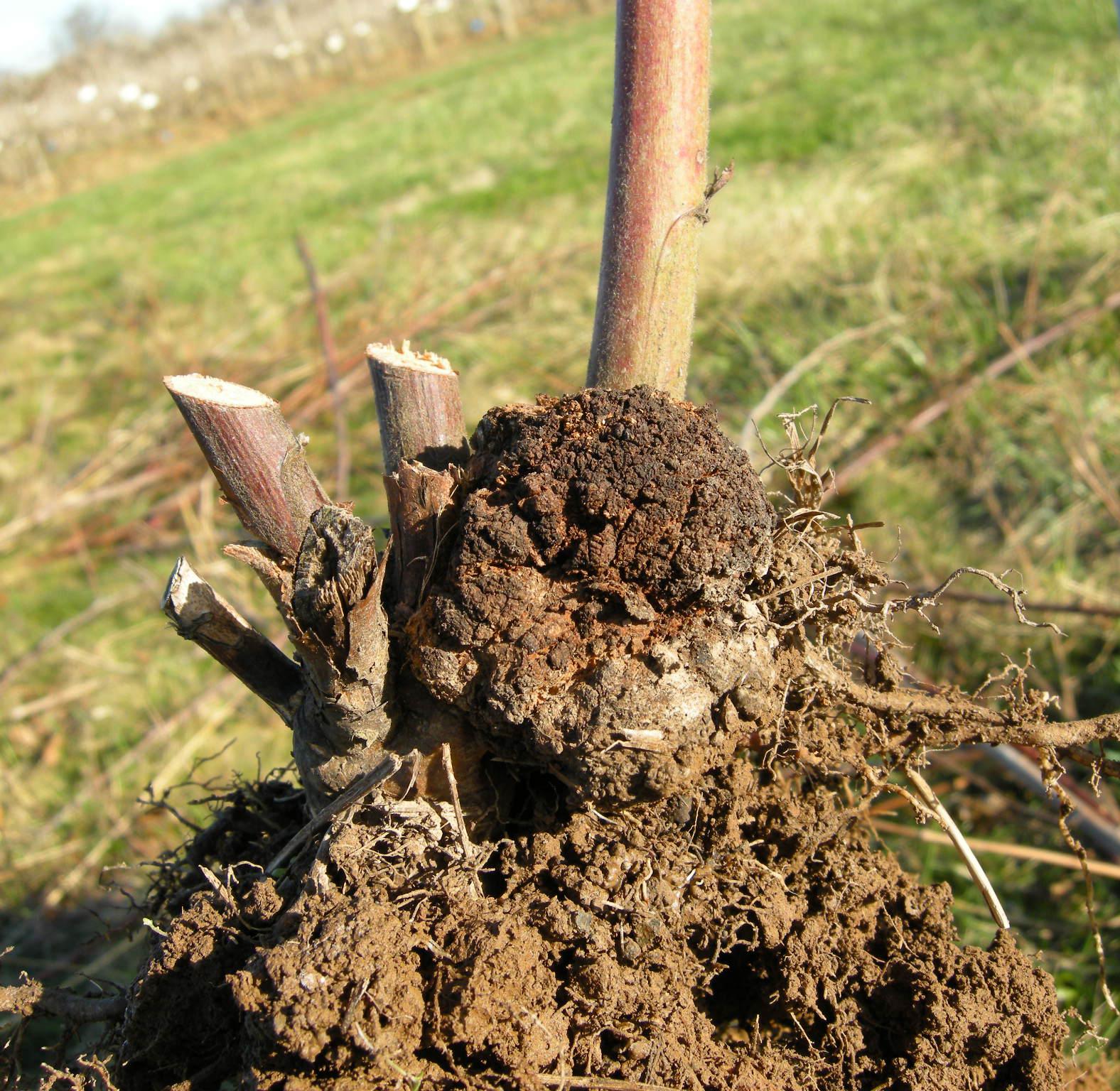 Crown gall (Photo: Chris Smigell, UKY)