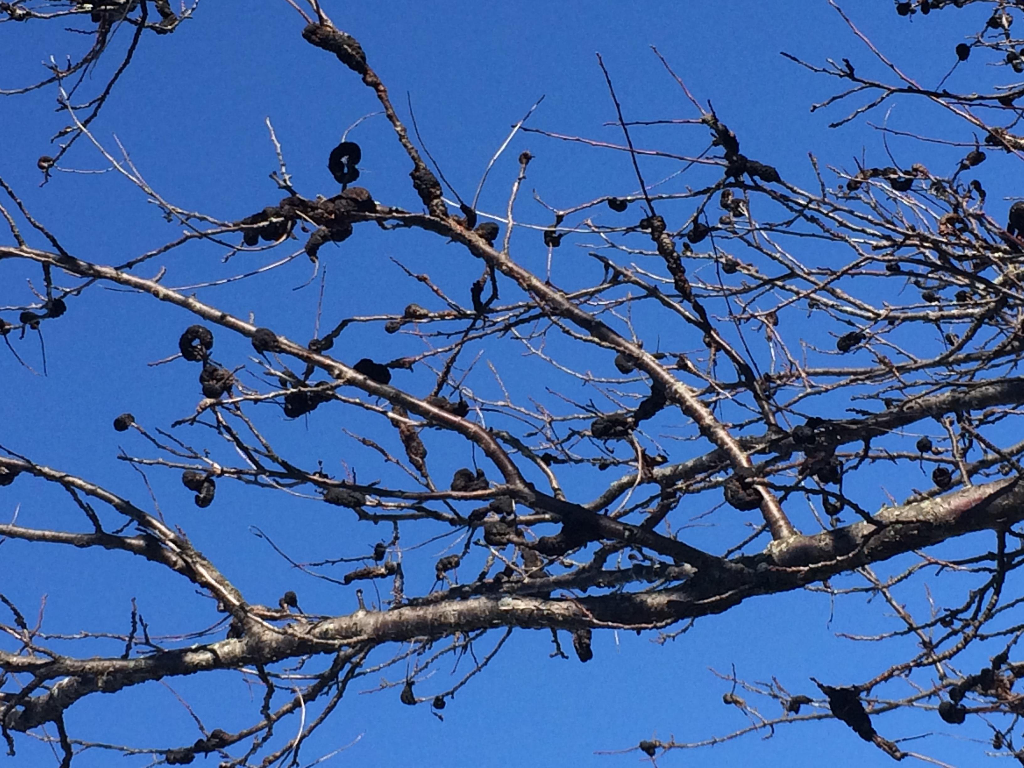 Tree heavily infected with black knot. 