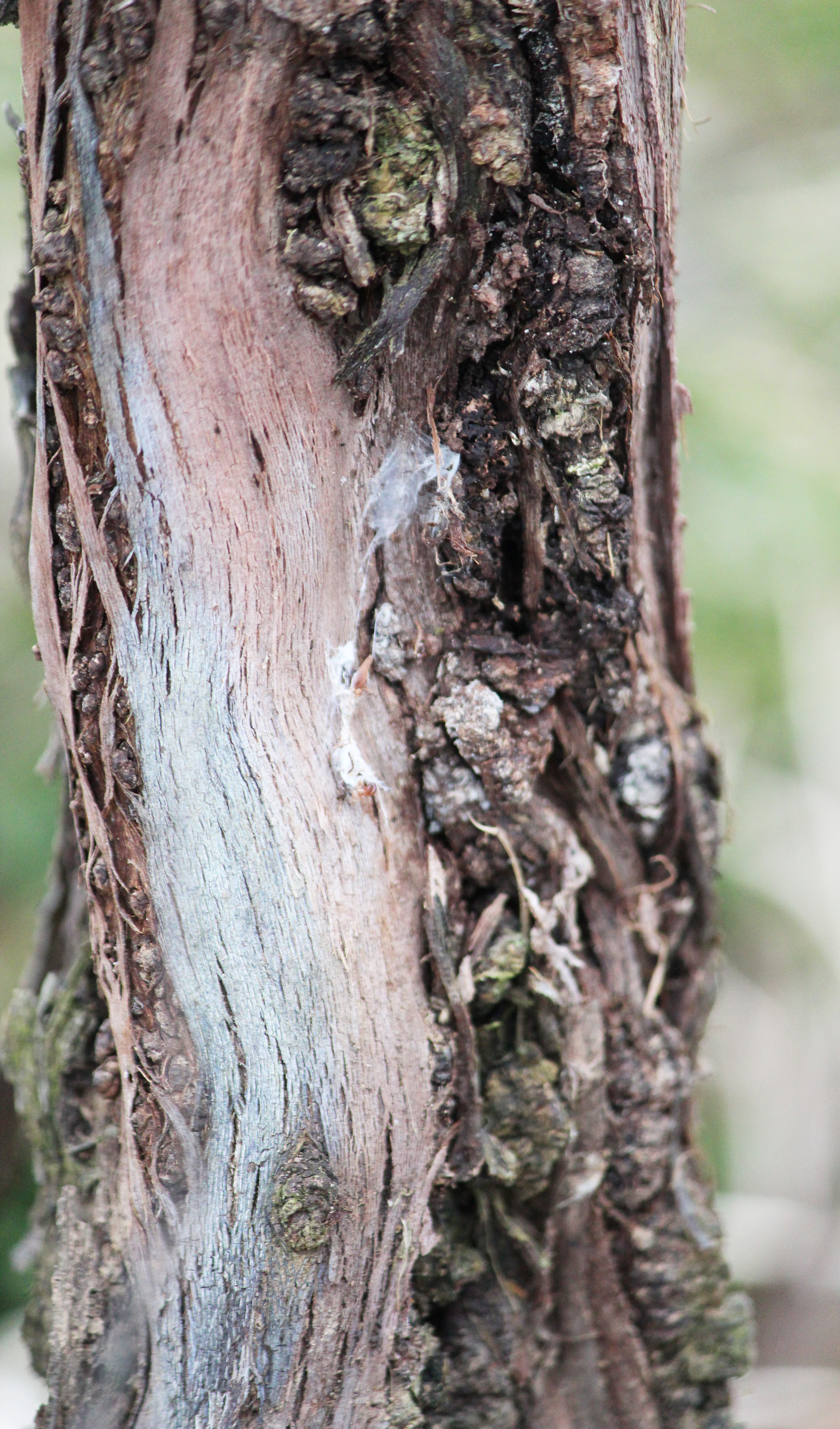 Close-up of enlarged galls. 