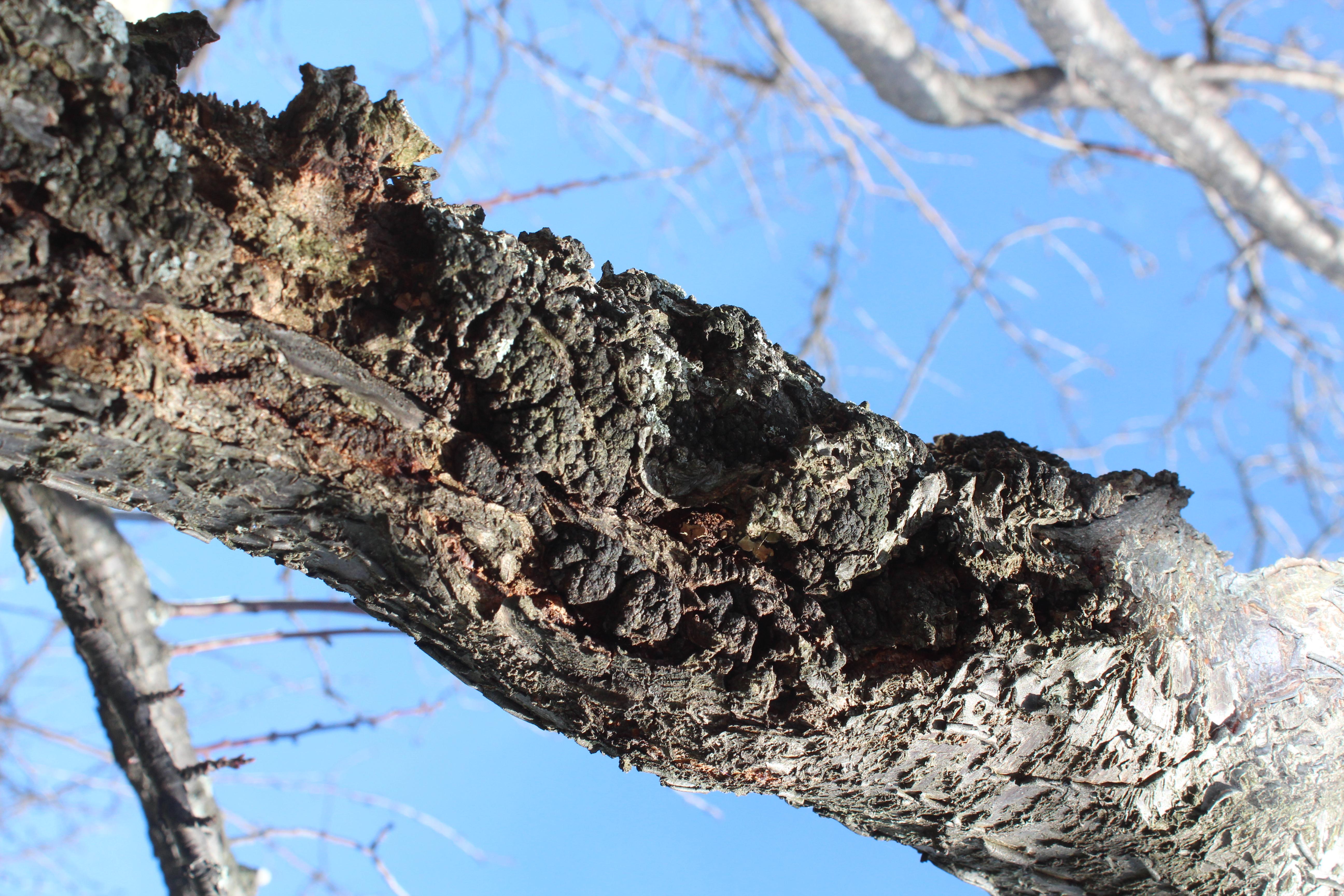 Black knot on a major limb. 