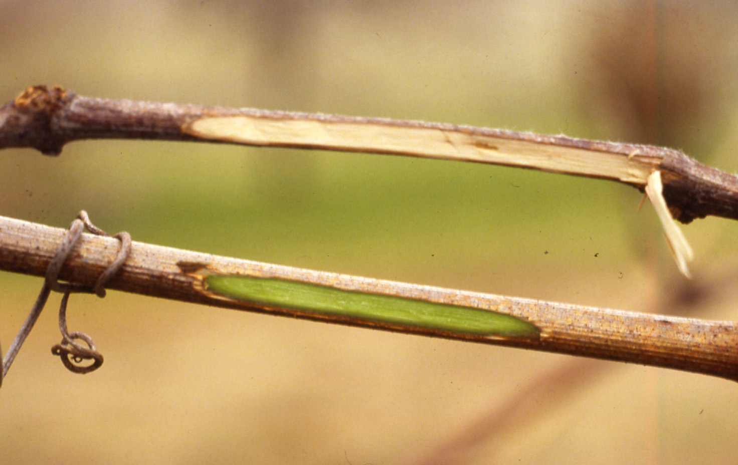 Cane killed by winter injury (top) compared to healthy cane (bottom). 