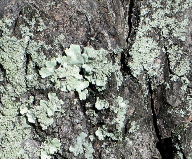 Lichen (Kaiser, UKY)