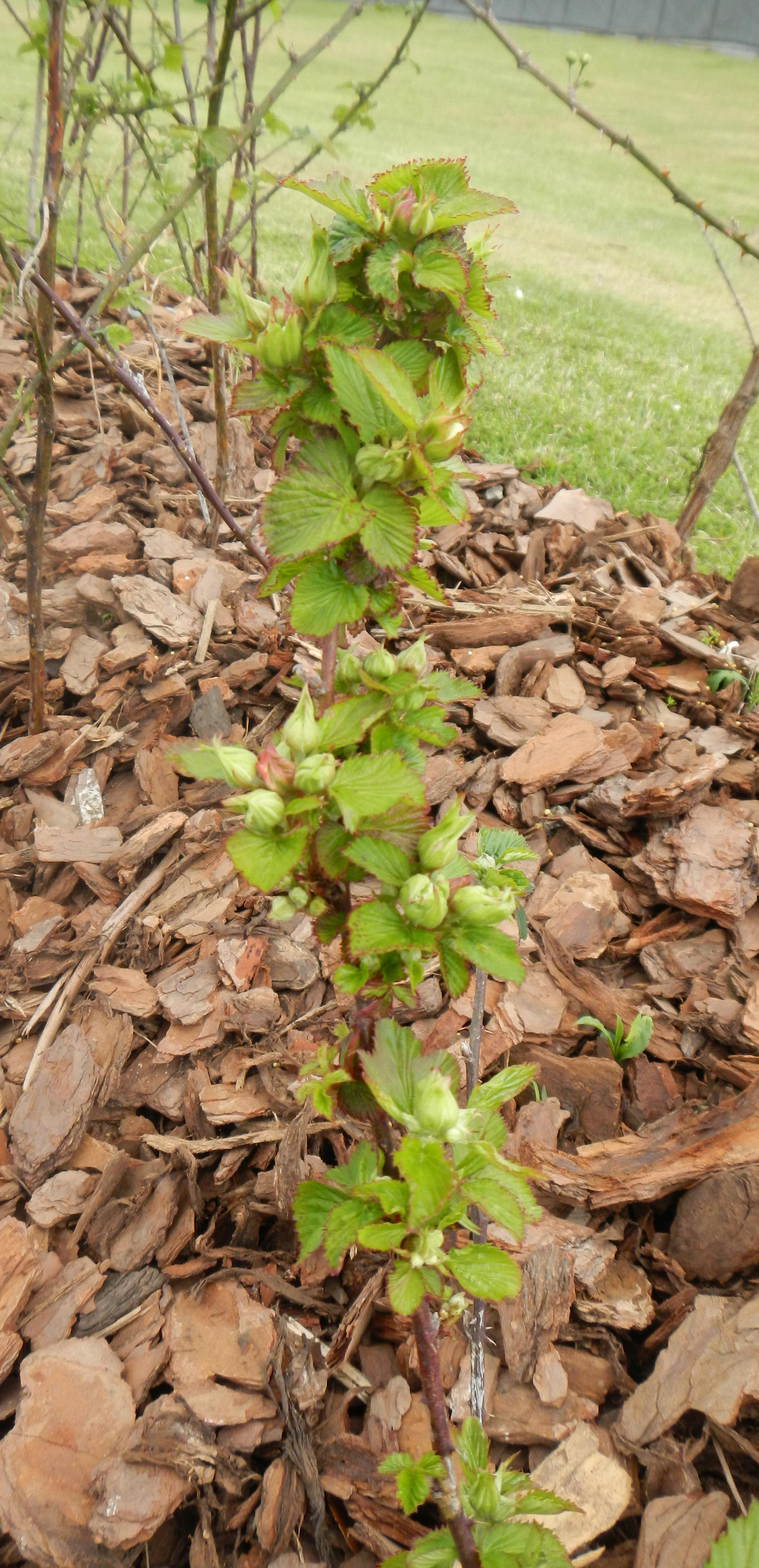 Double blossom affecting leaf and flower development on floricanes. 