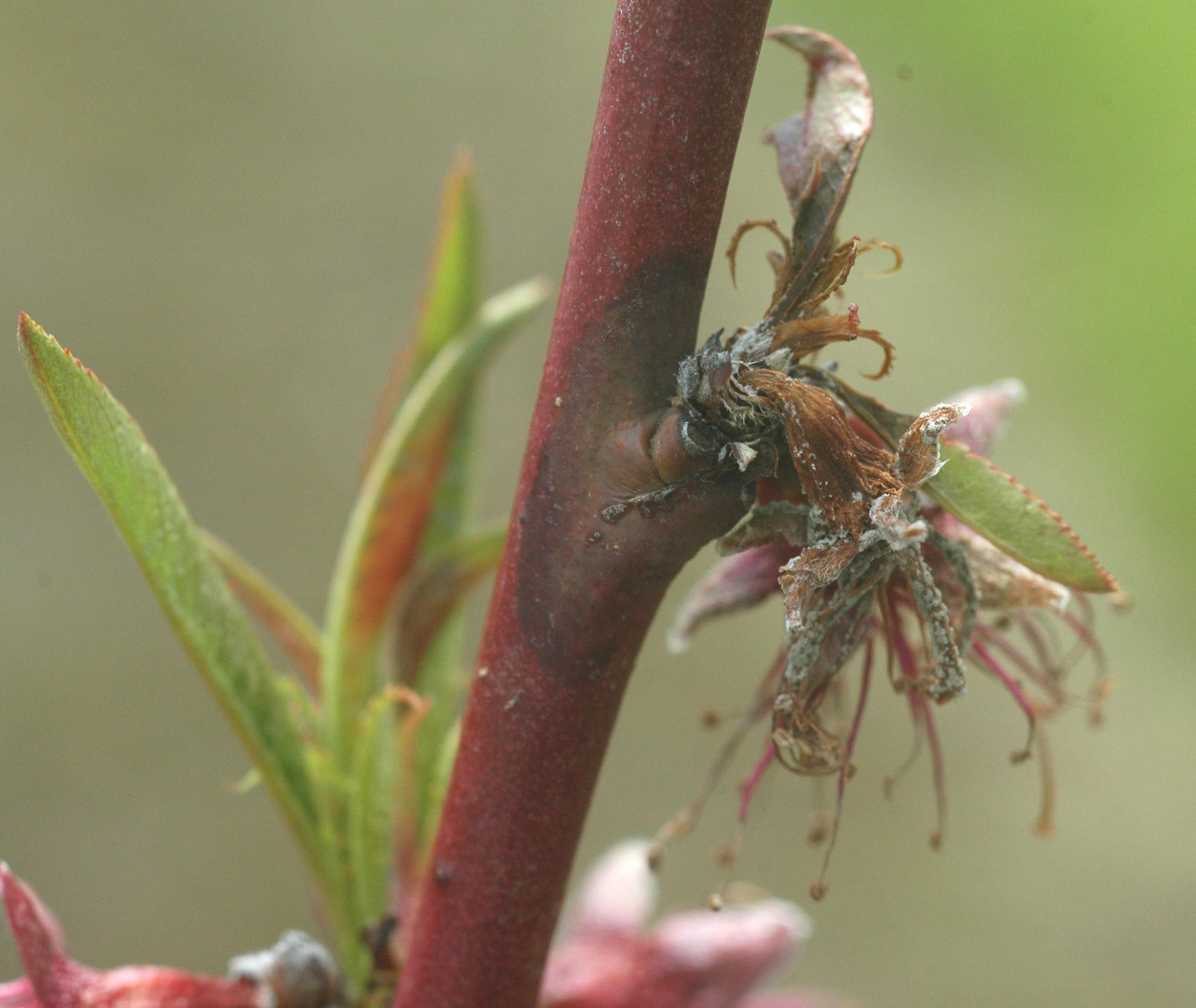 Brown rot