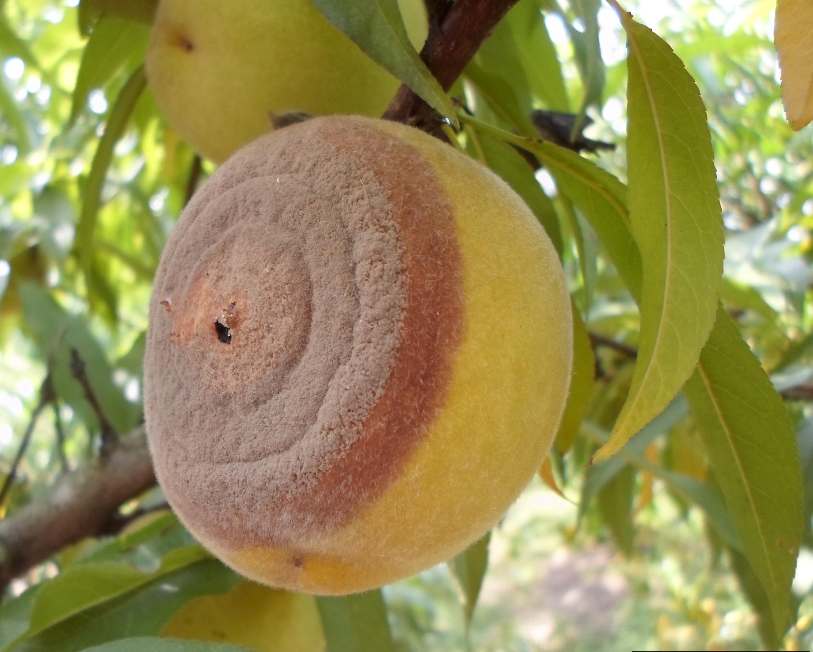 Brown rot blossom blight fruit infection. 