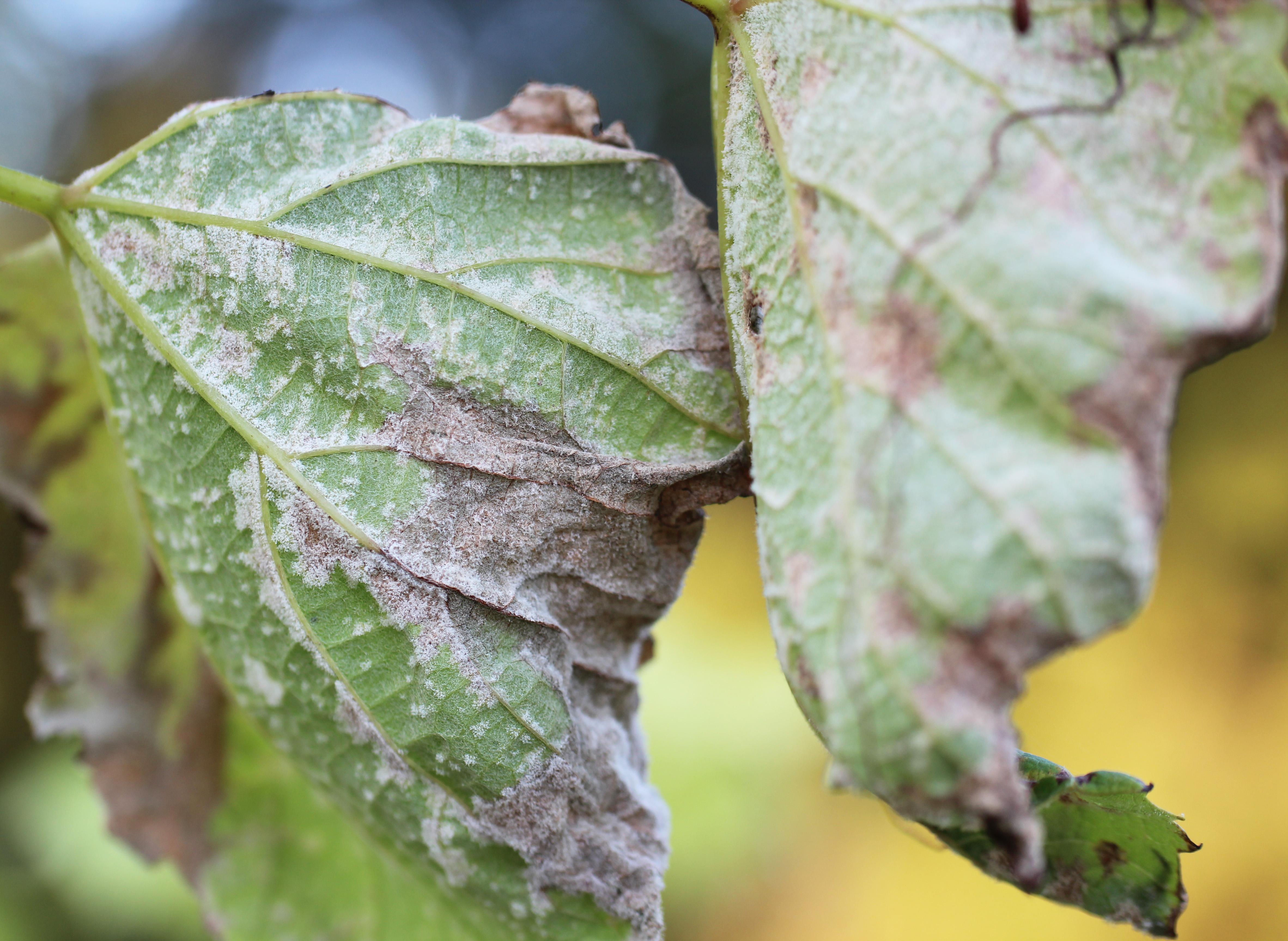 Downy mildew