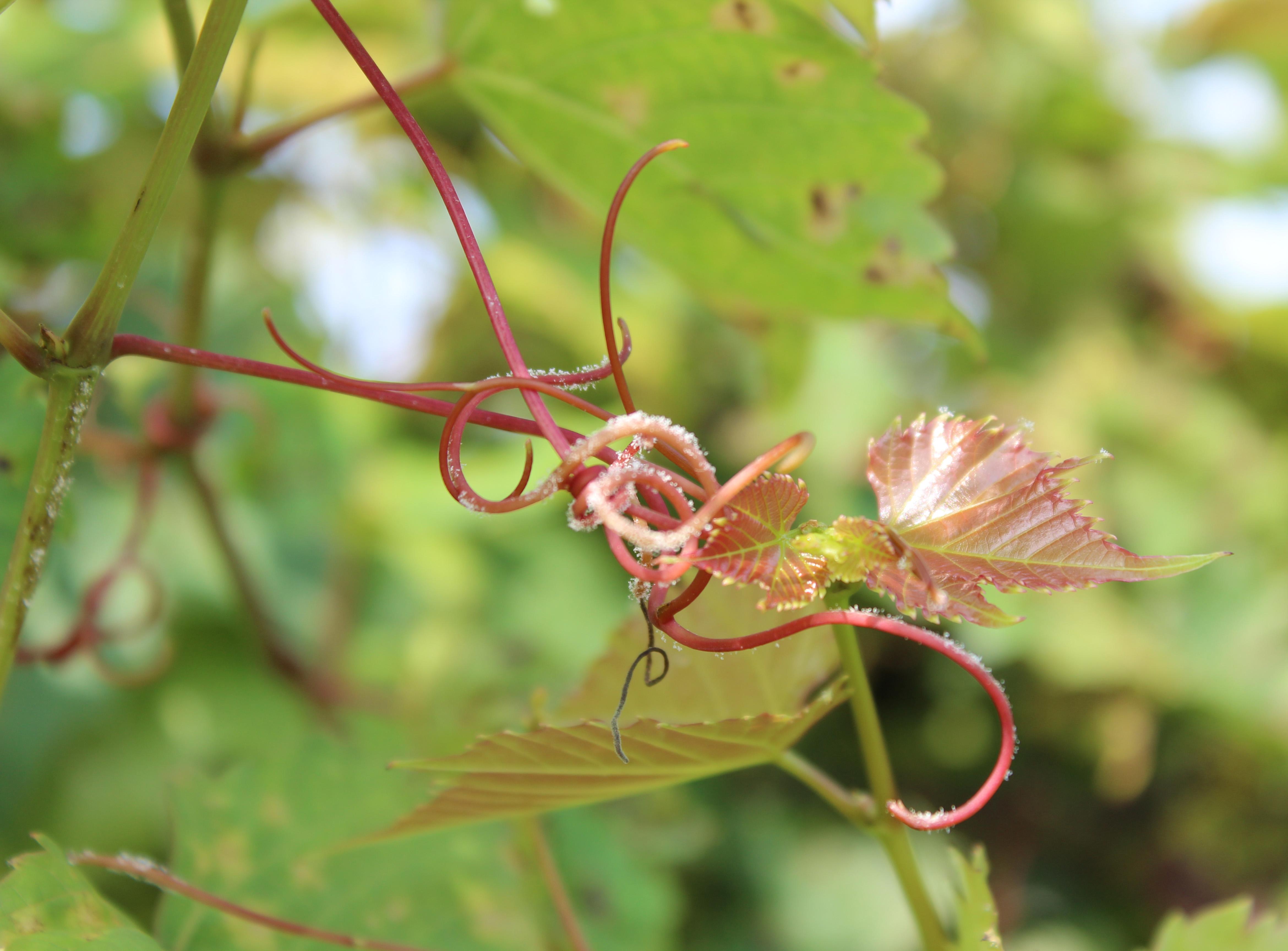 Downy mildew