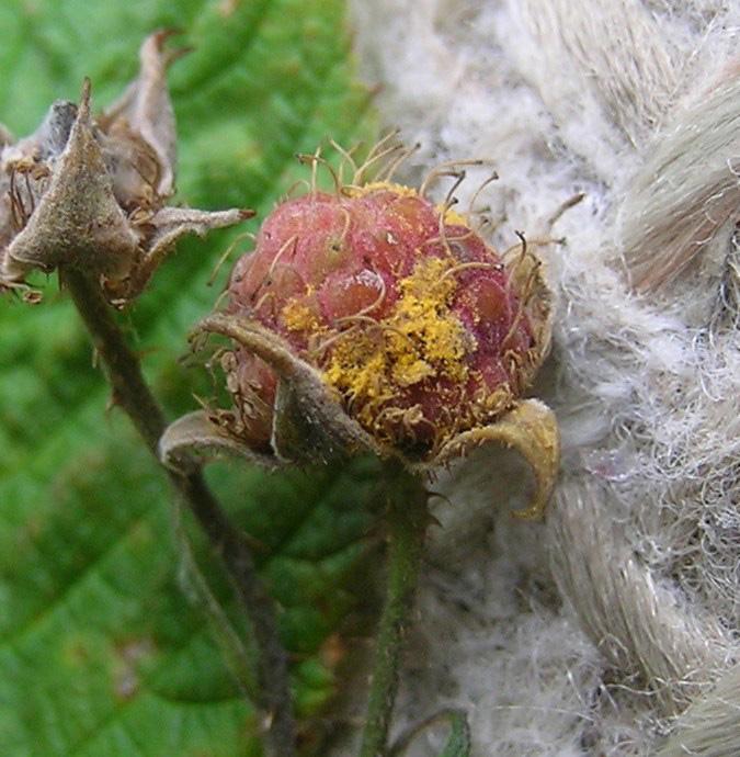 Late leaf rust (Photo: Chris Smigell, UKY)