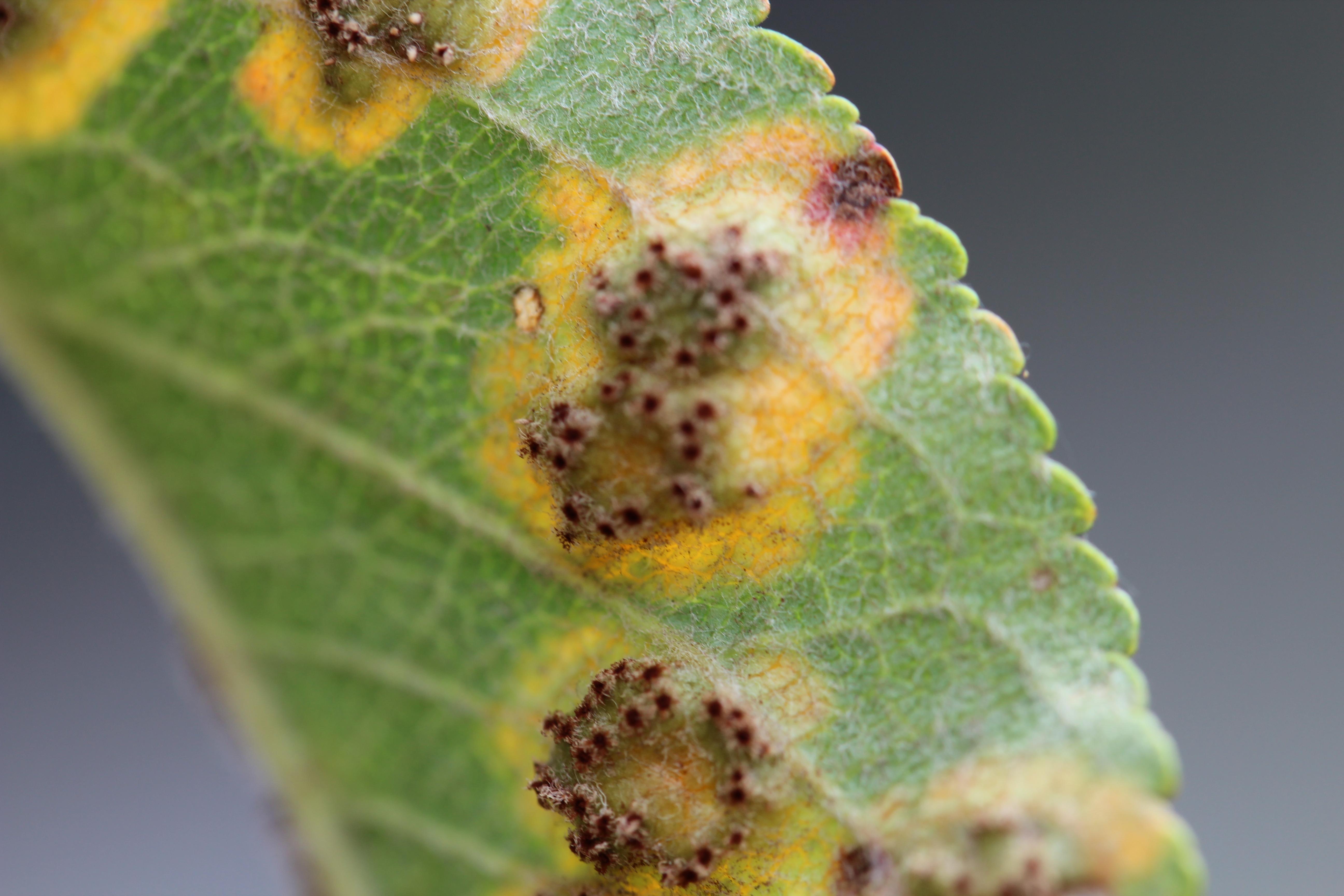 Cedar-apple rust on lower leaf surface (Gauthier, UKY)