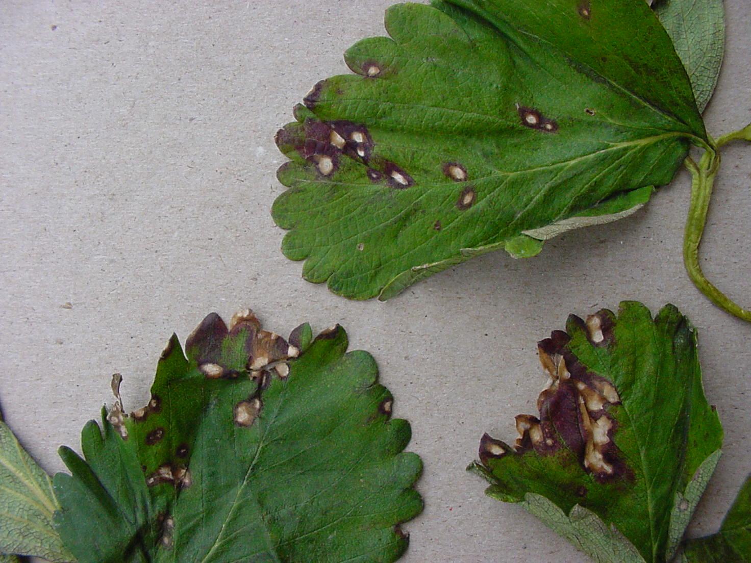 Strawberry leaf spot (Bachi, UKY)