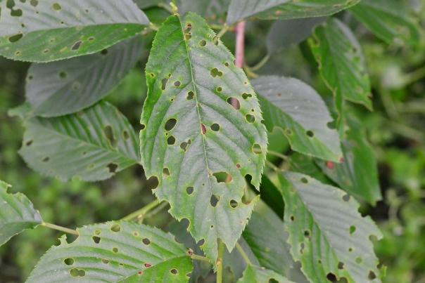 Cherry leaf spot