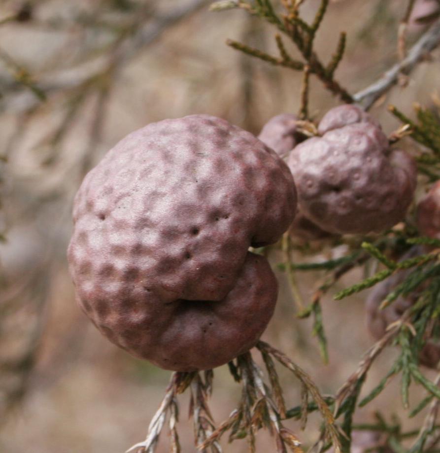 Immature telial galls on red cedar (Strang, UKY)