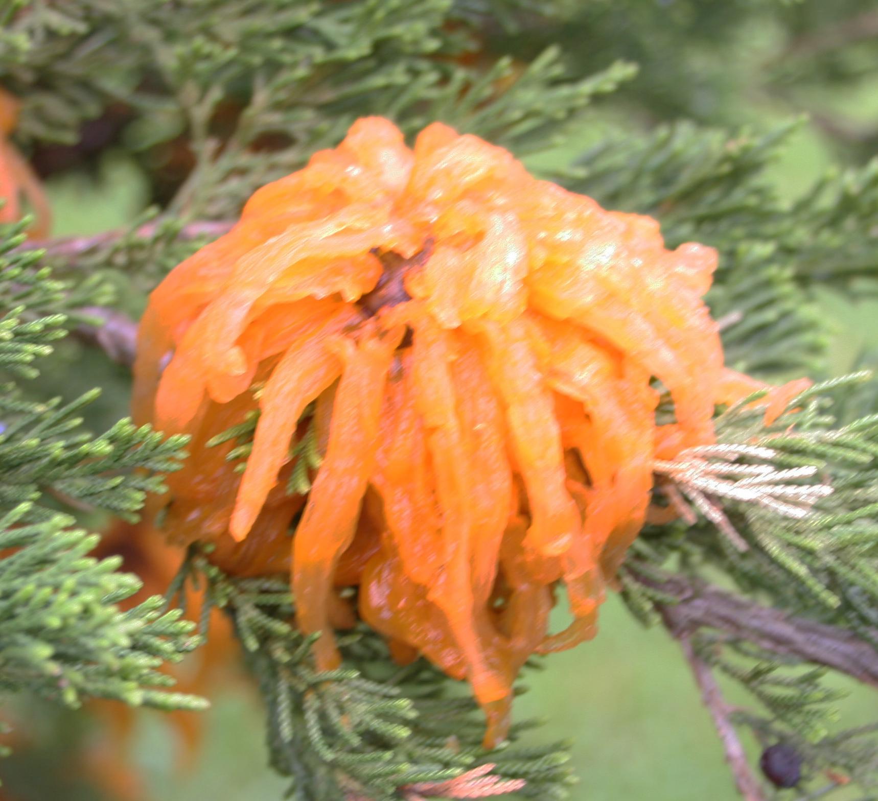 Sporulating telial gall on red cedar (Strang, UKY)