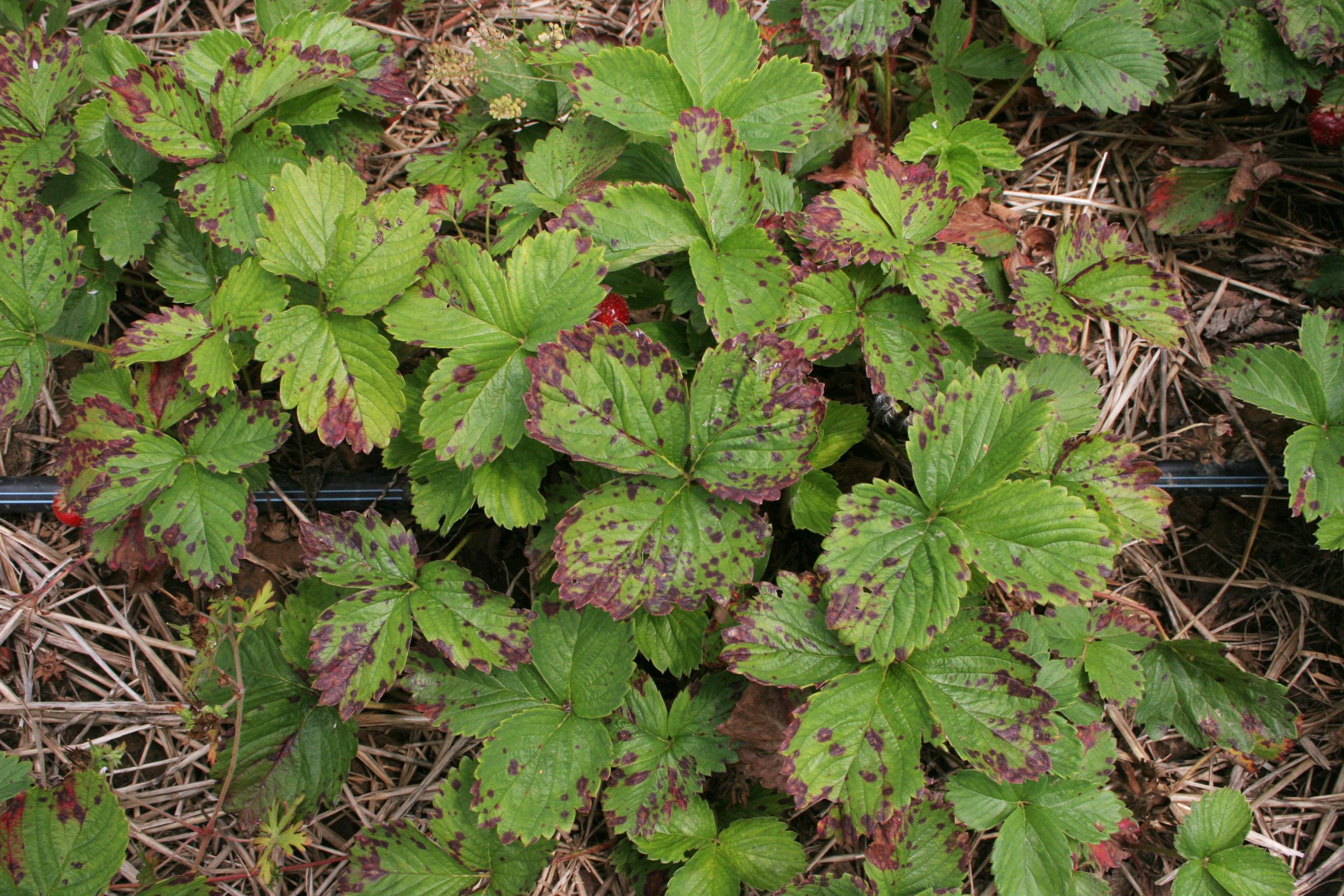 Strawberry leaf scorch in planting (Strang, UKY)