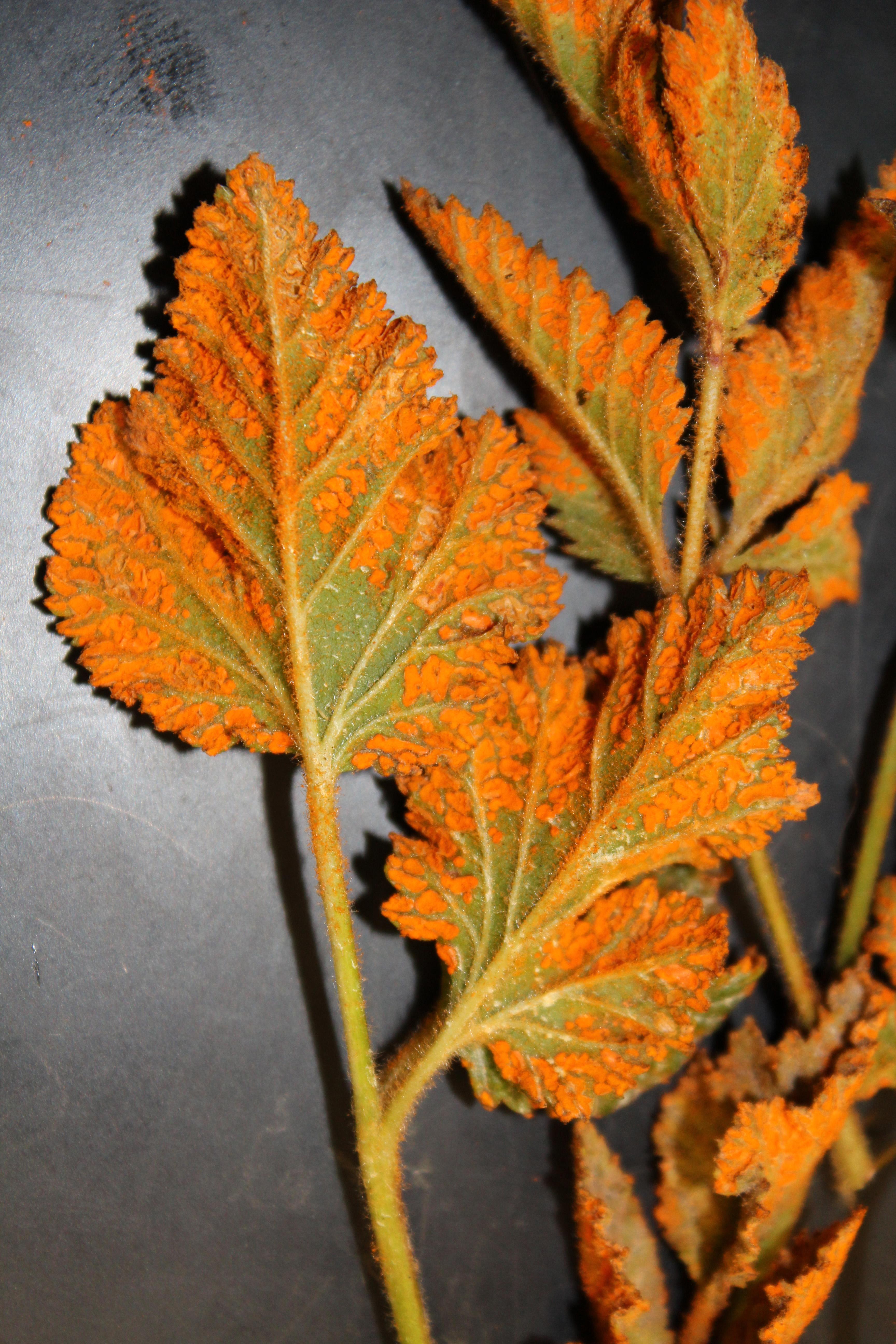 Orange rust (Photo: Nicole Gauthier, UKY)