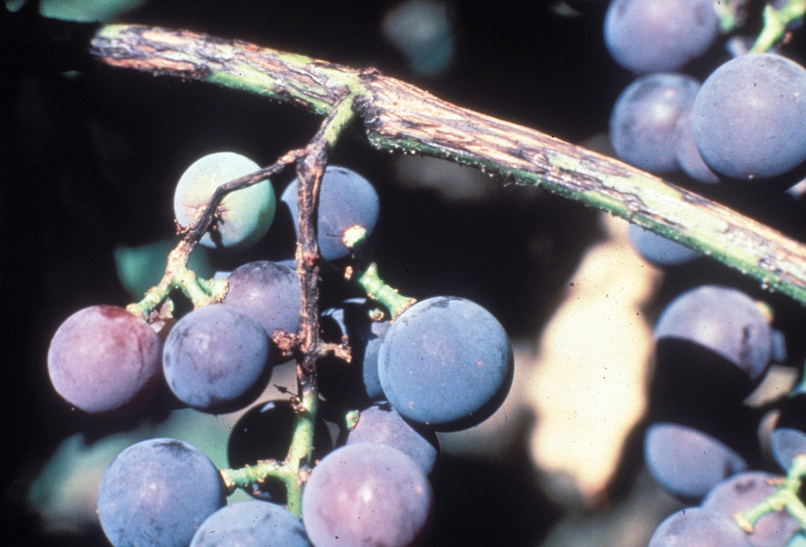 Phomopsis cane and rachis rot (Photo: University of Georgia, Bugwood.org)