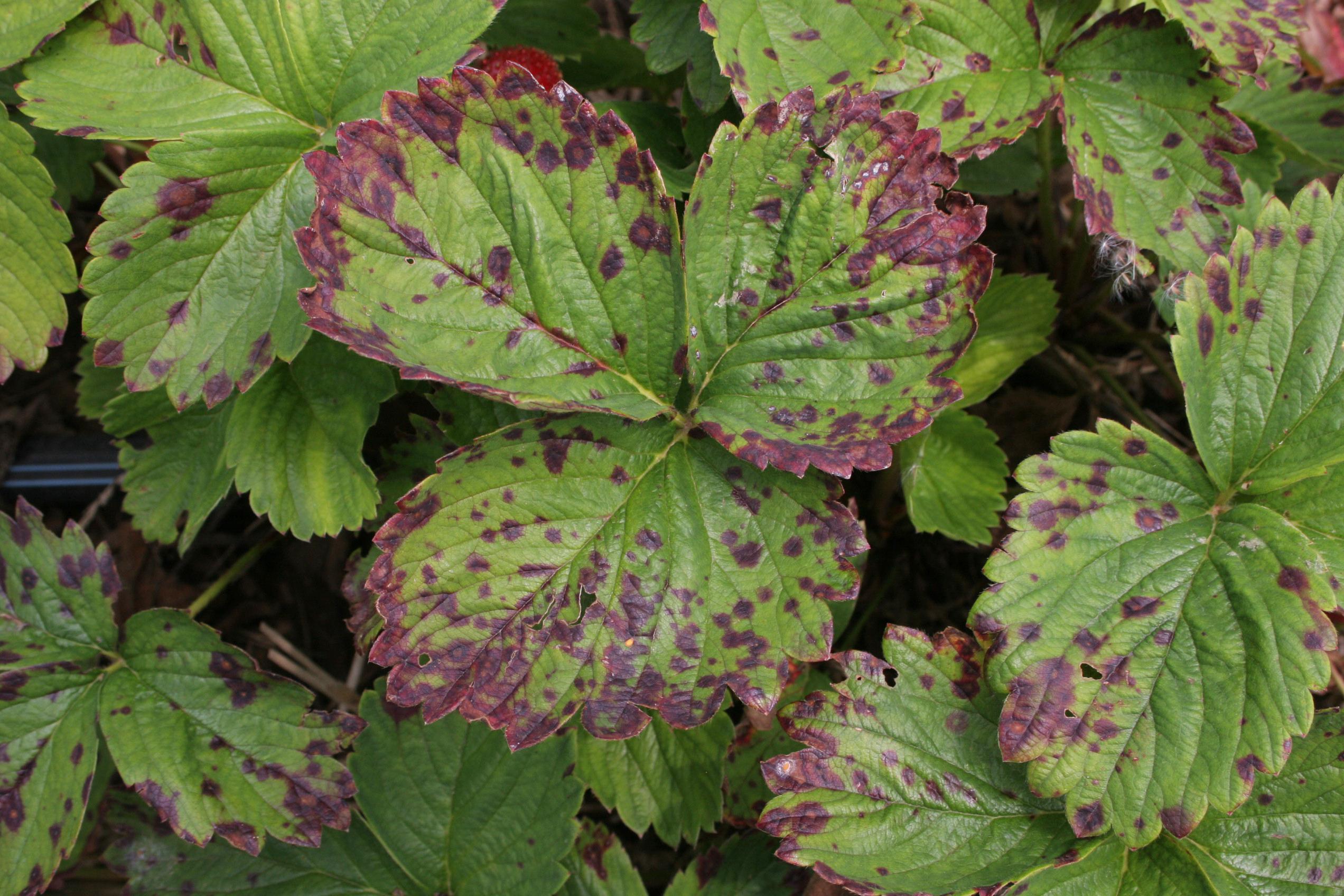 Strawberry leaf scorch close-up (Strang, UKY)